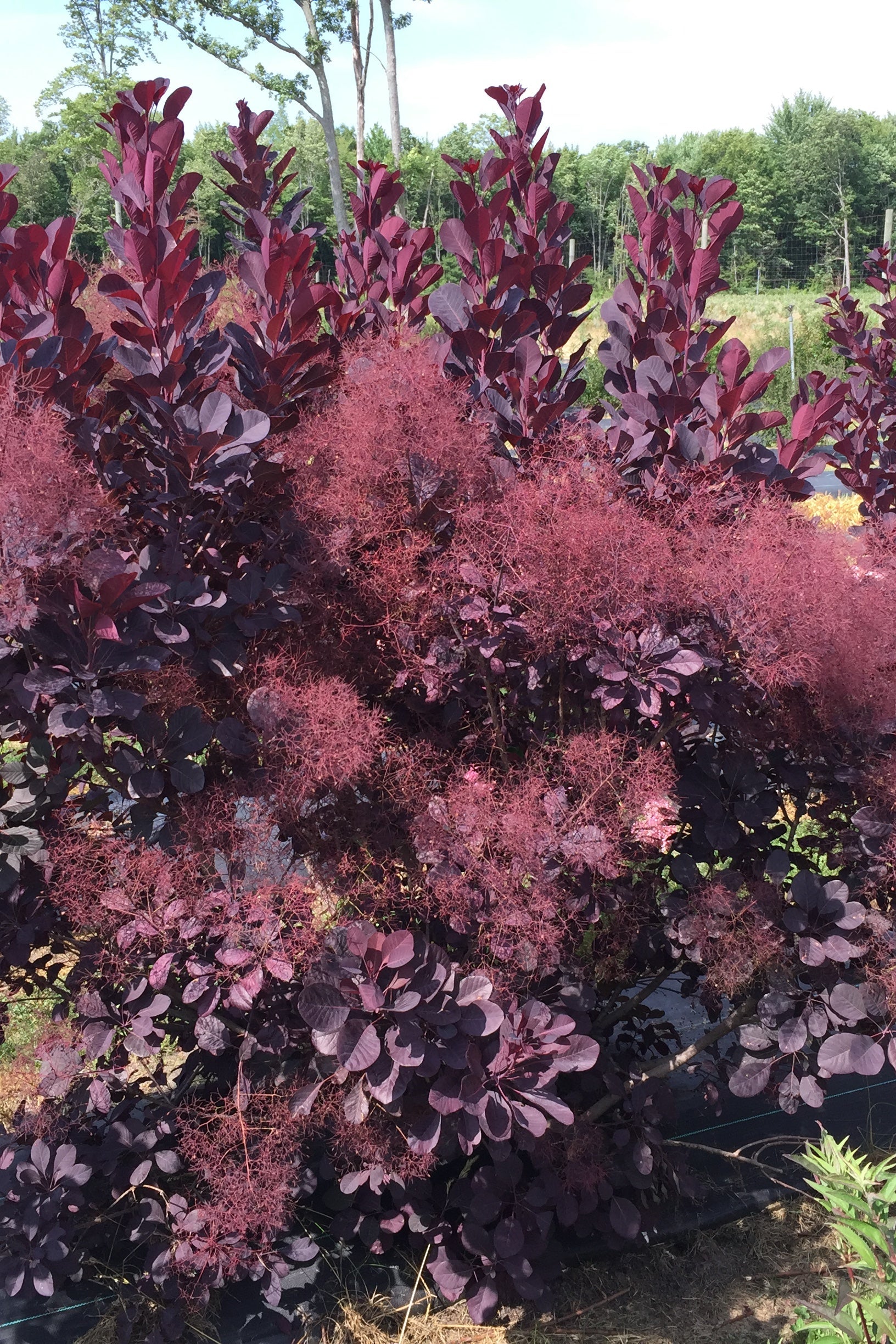 Cotinus 'Minecraft Black' shrub at a mature state with is smoke like burgundy bloom ©Bailey Nurseries