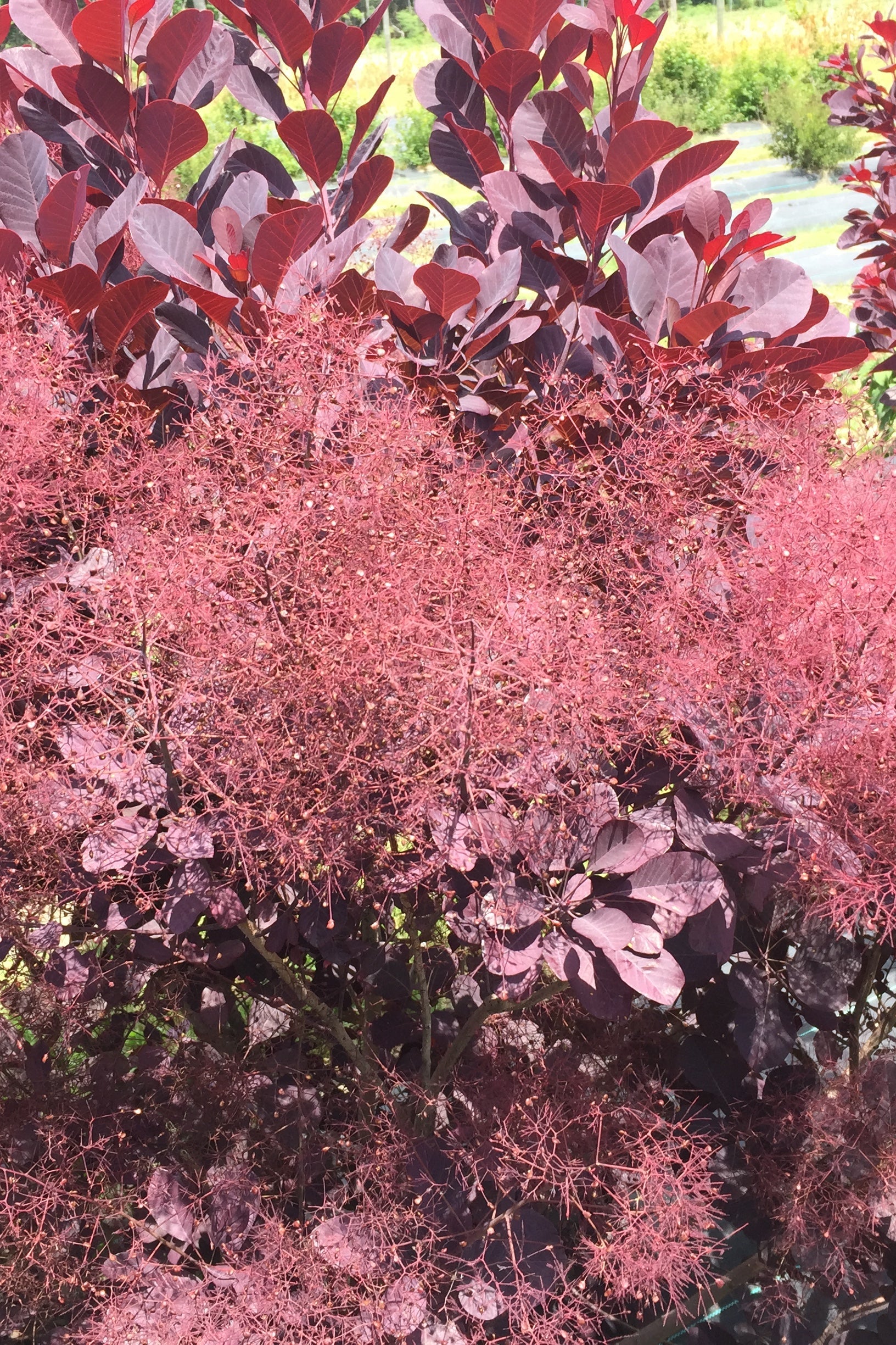 Cotinus 'Minecraft Black' shrub with is smoke like burgundy bloom ©Bailey Nurseries
