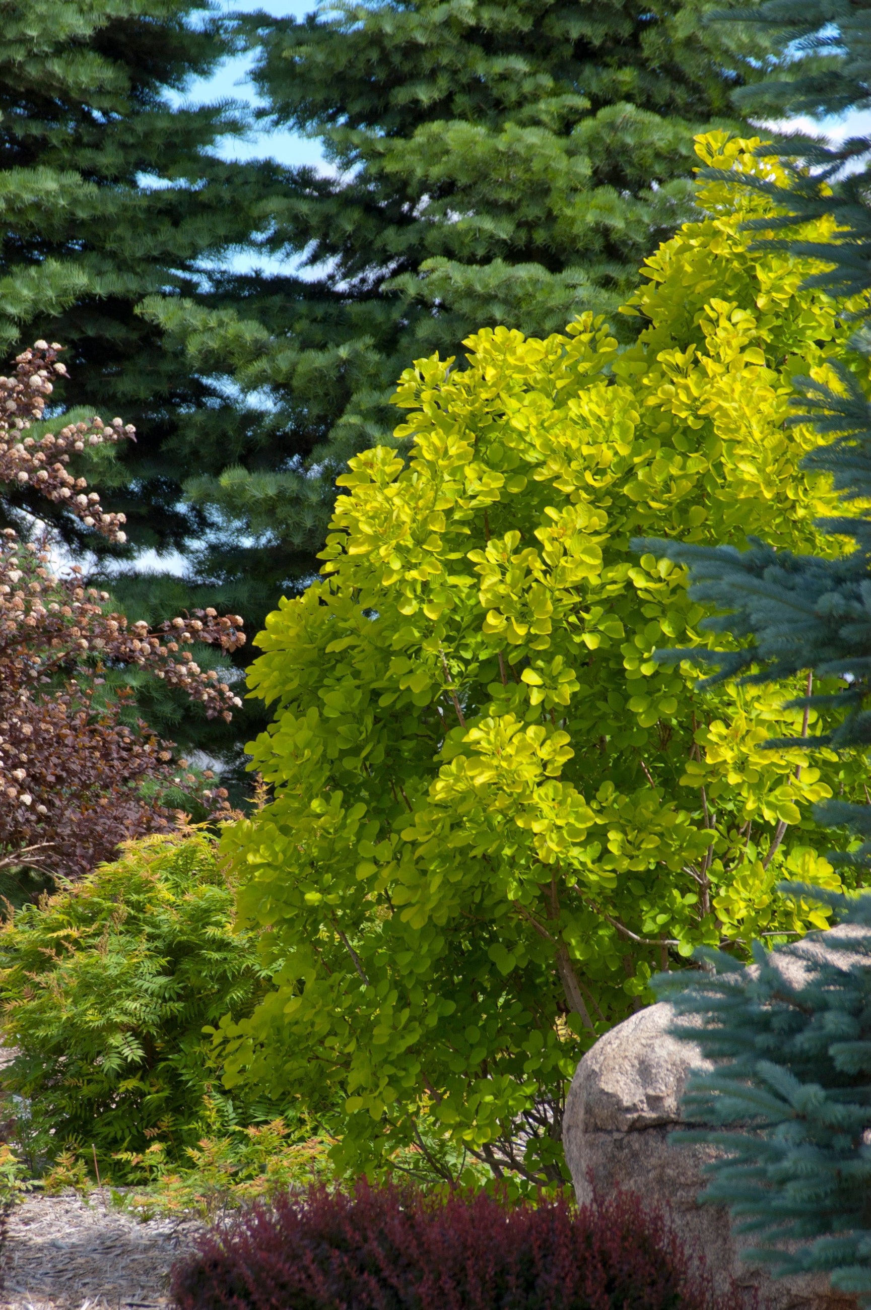 Cotinus 'Golden Spirit' smokebush in a mature state planted in the landscape ©Bailey Nurseries