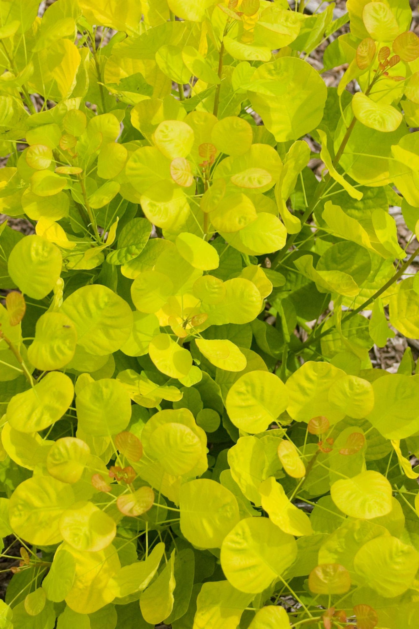 Cotinus 'Golden Spirit' smokebush in a planted in the landscape ©Bailey Nurseries