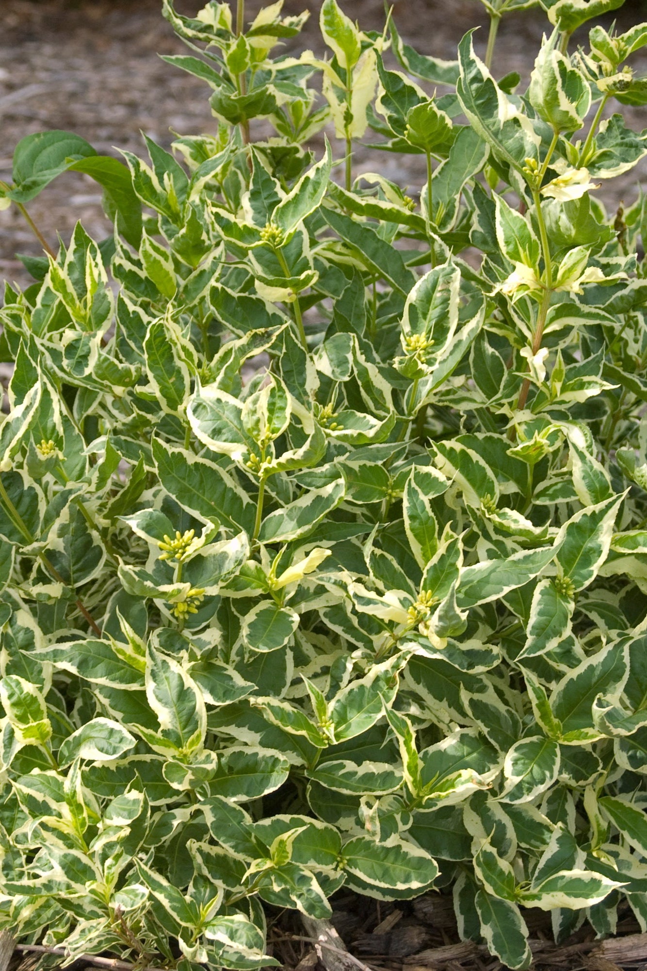 Diervilla First Editions 'Cool Splash' planted in the landscape ©Bailey Nurseries