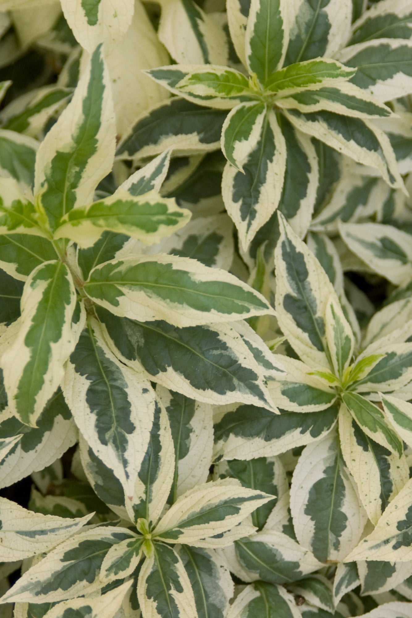 Diervilla First Editions 'Cool Splash' up close showing the variated cream and green leaves ©Bailey Nurseries