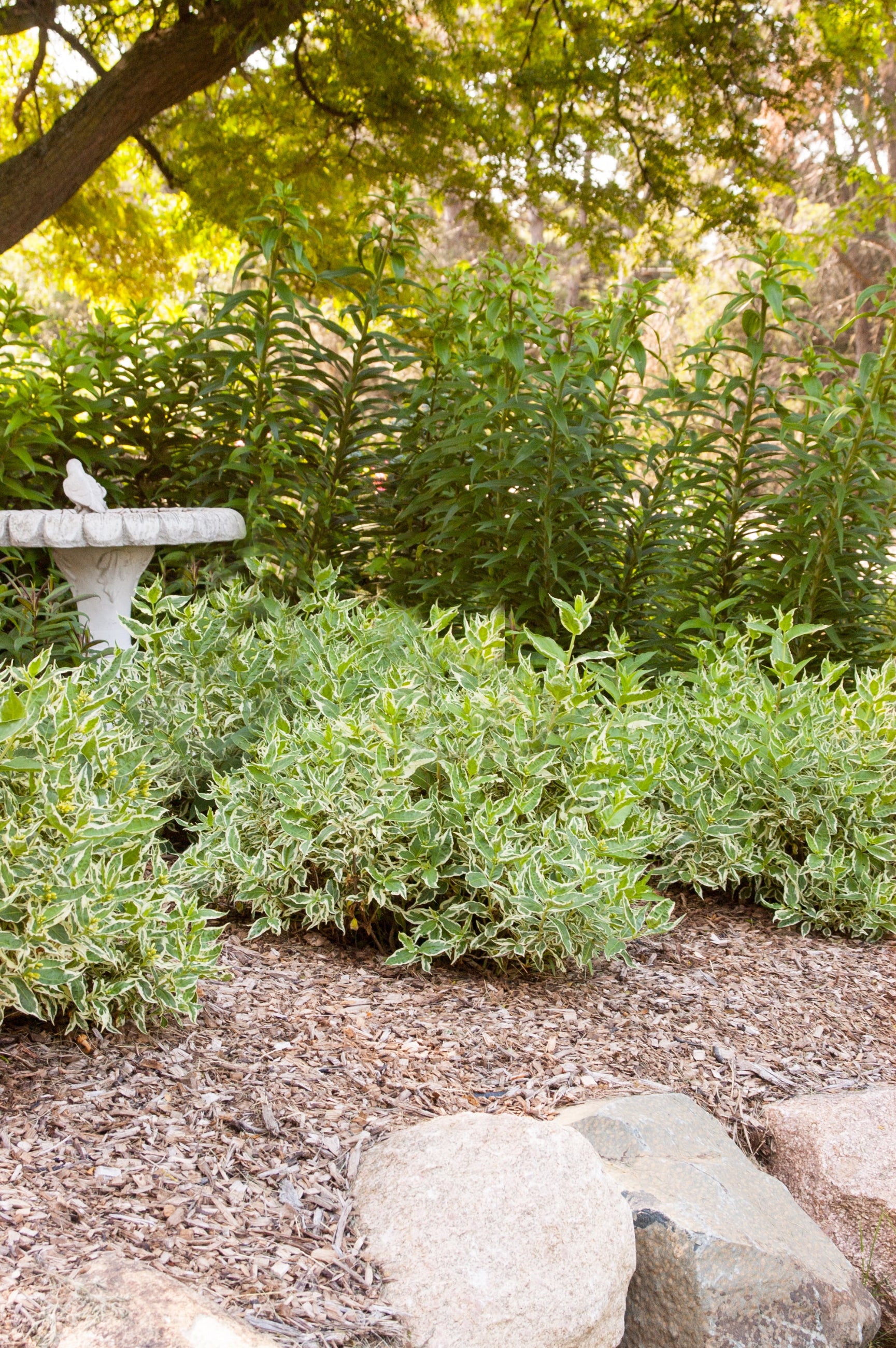 Mature and multiple Diervilla First Editions 'Cool Splash' planted in the landscape ©Bailey Nurseries