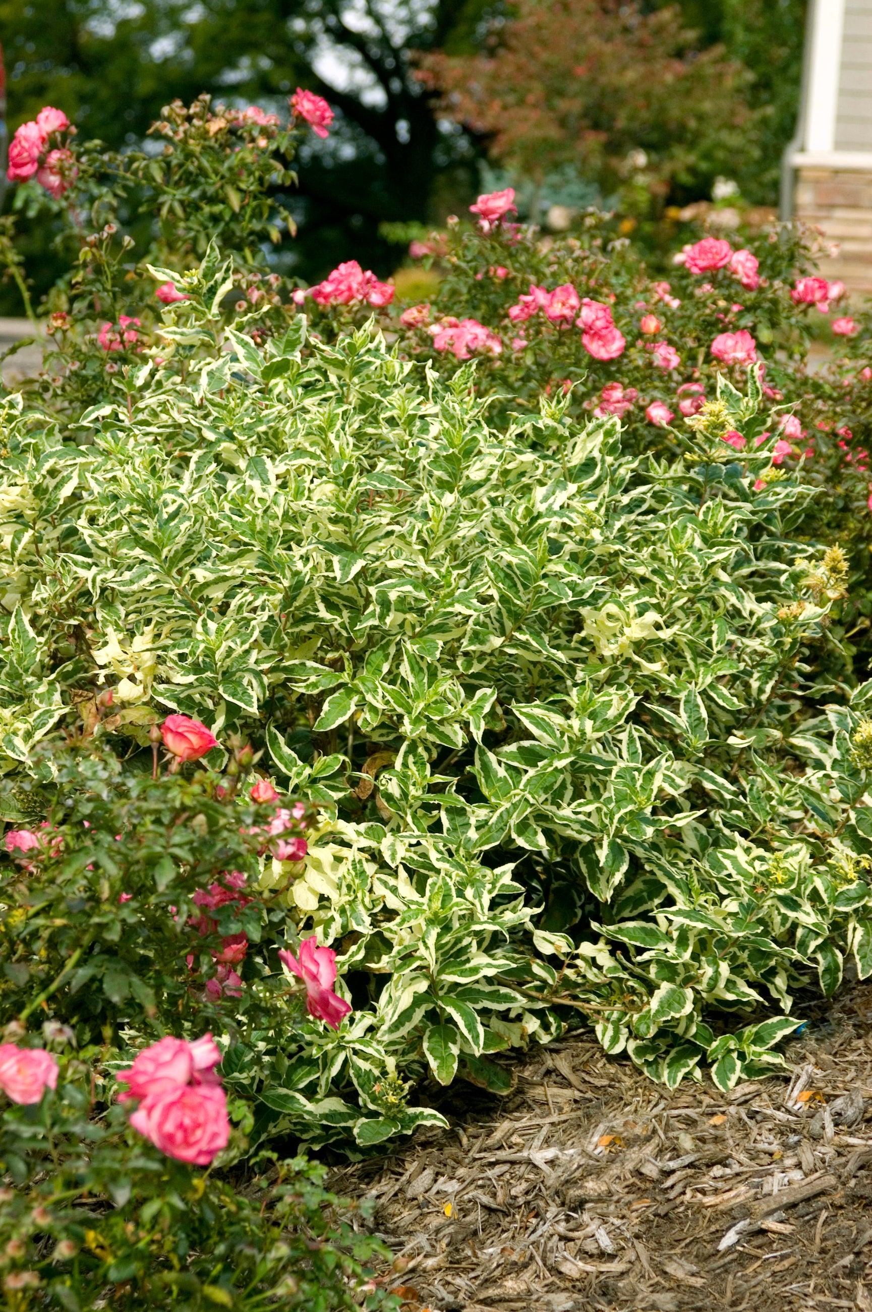 Mature Diervilla First Editions 'Cool Splash' planted in the landscape in between rose bushes ©Bailey Nurseries