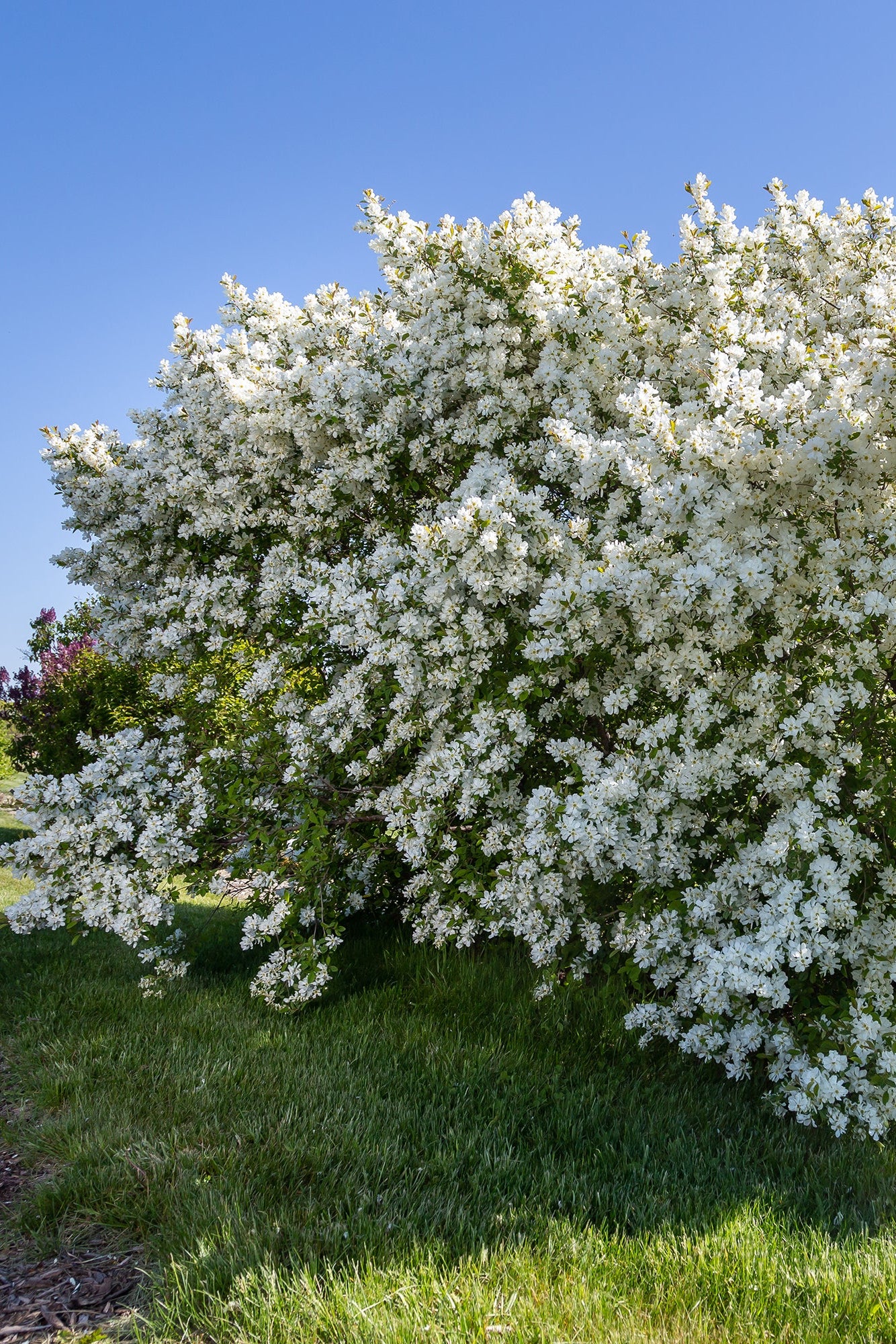 Exochorda 'Lotus Moon' mature and planted in the landscape ©Bailey Nurseries