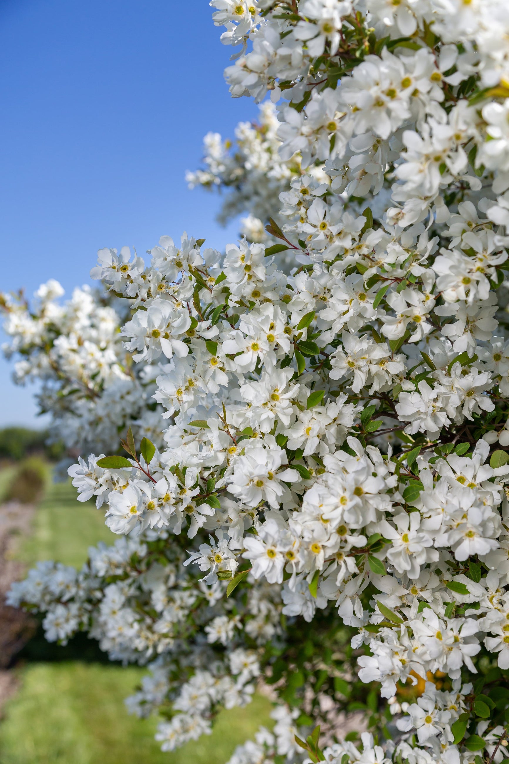 Exochorda 'Lotus Moon' white flowers in full bloom and up close ©Bailey Nurseries