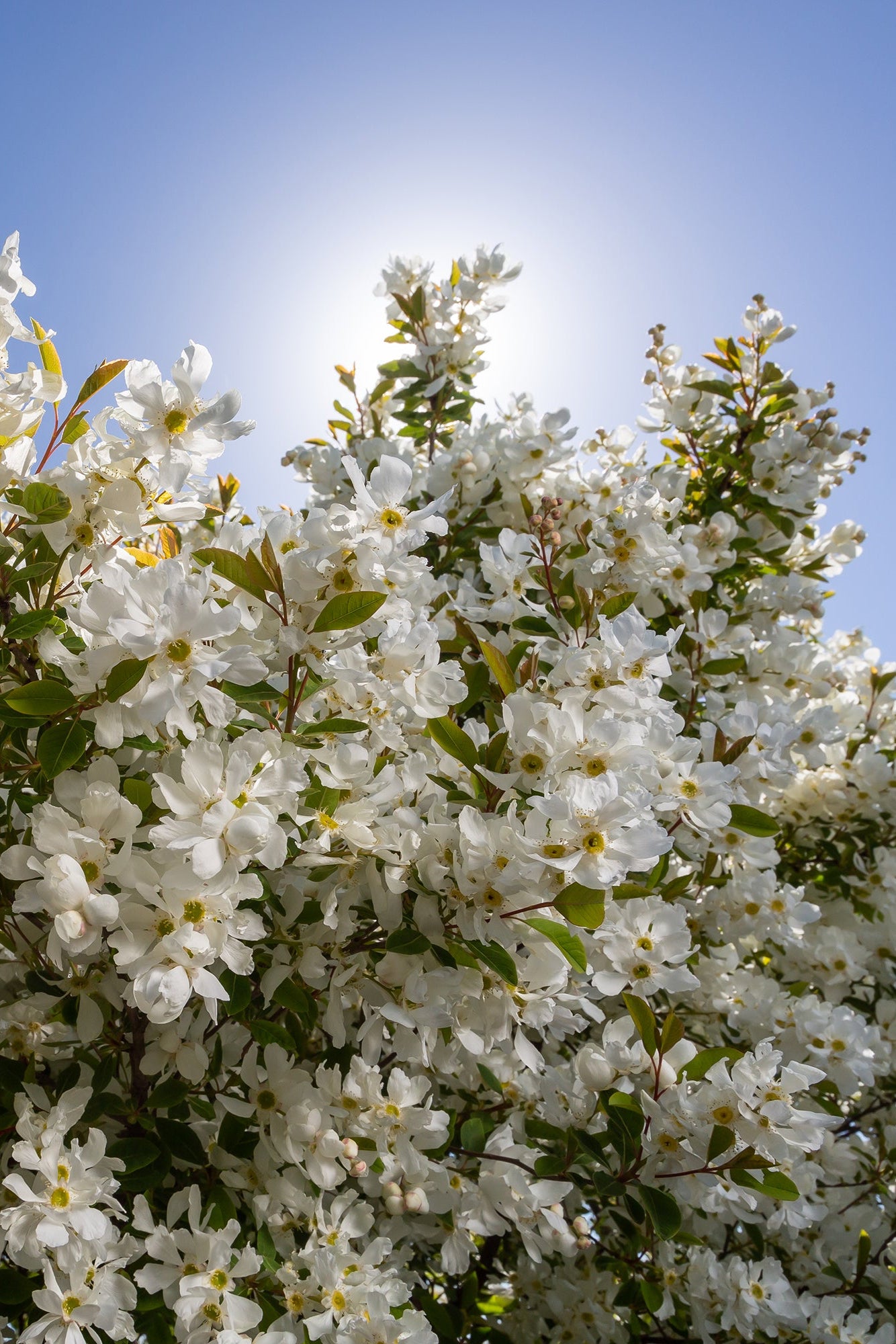 Exochorda 'Lotus Moon' white flowers in full bloom and up close ©Bailey Nurseries