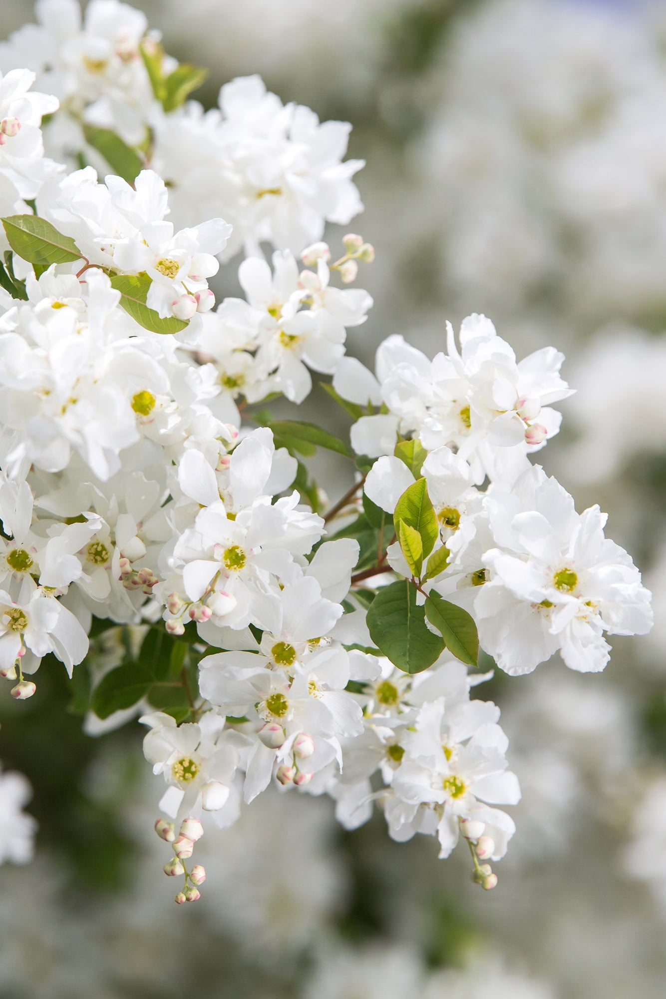 Exochorda 'Lotus Moon' white flowers in full bloom and up close ©Bailey Nurseries