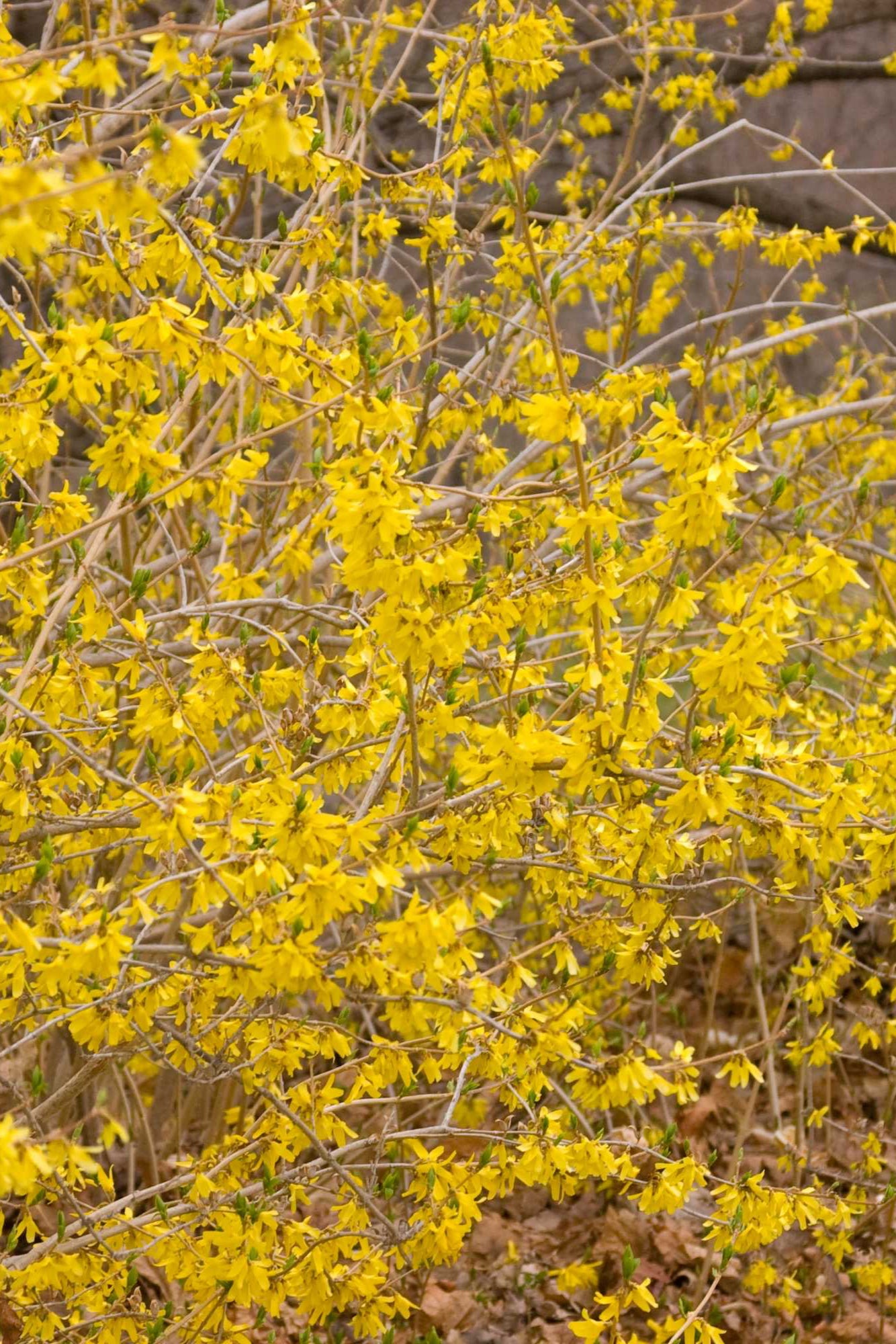 Forsynthia "Northern Gold' at a mature state planted in the landscape and in full bloom prior to the leaves coming out ©Bailey Nurseries
