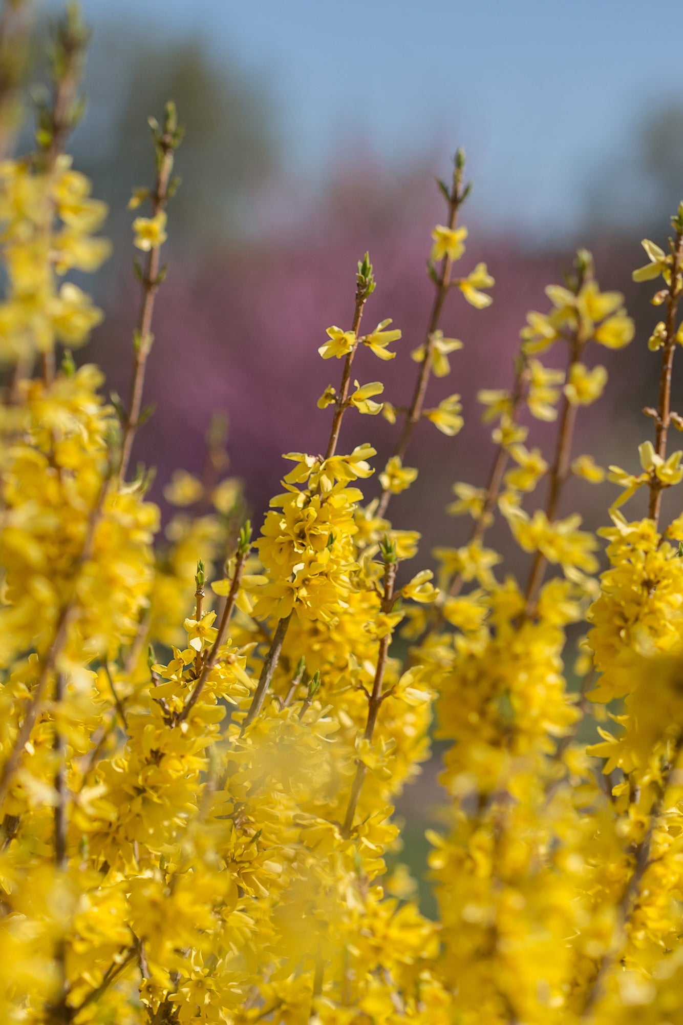 Forsythia 'Spring Fling' yellow flowers up close in the landscape ©Bailey Nurseries