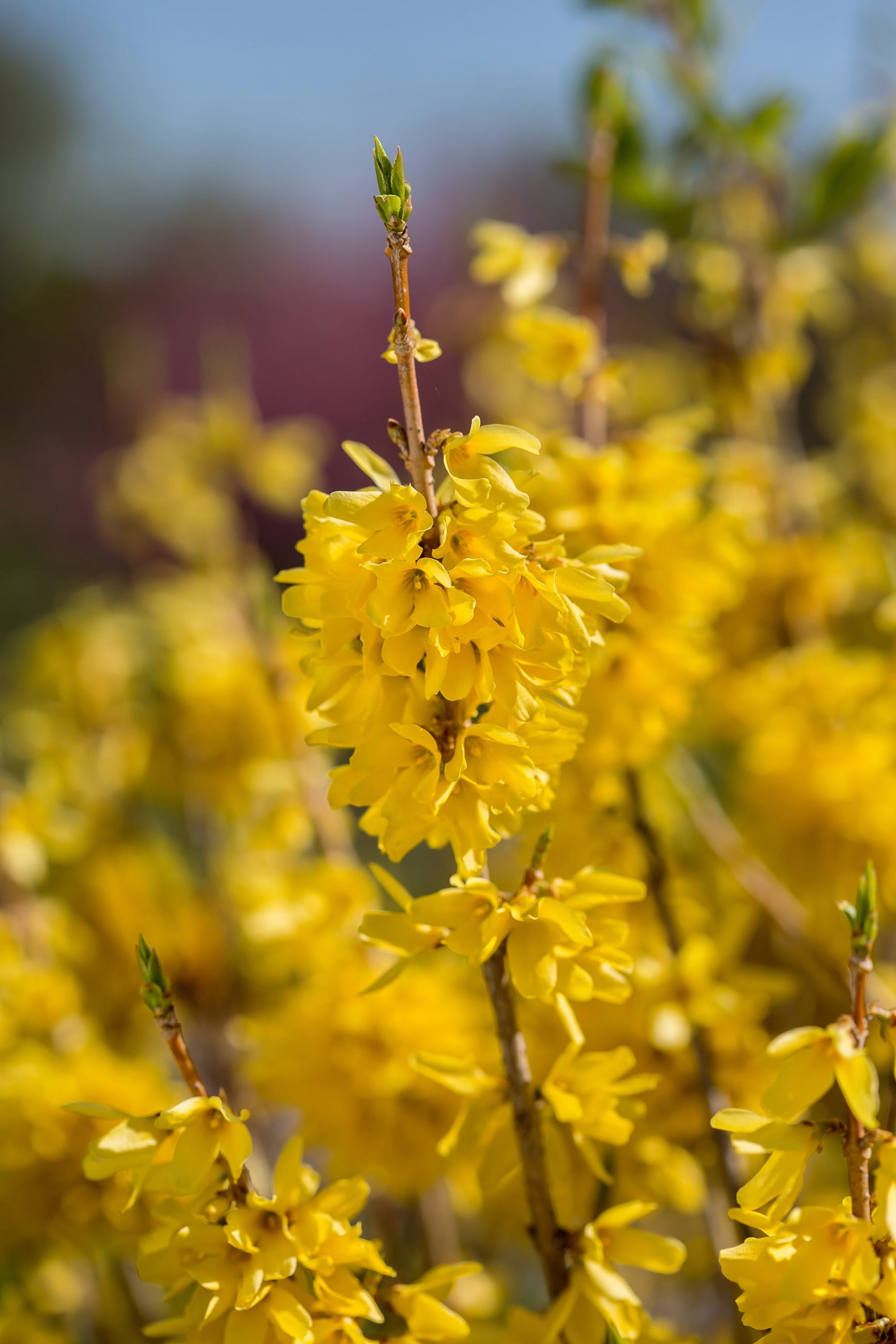 Forsythia 'Spring Fling' yellow flowers up close in the landscape ©Bailey Nurseries
