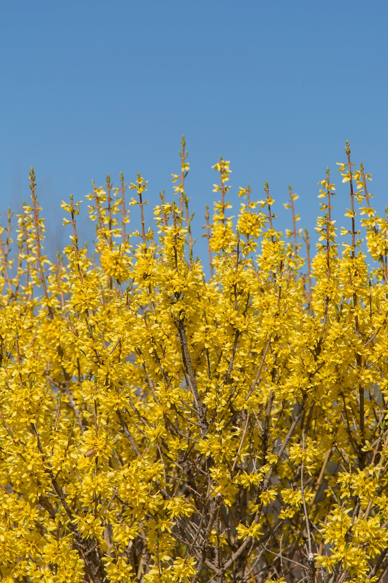 Forsythia 'Spring Fling' yellow flowers up close in the landscape ©Bailey Nurseries