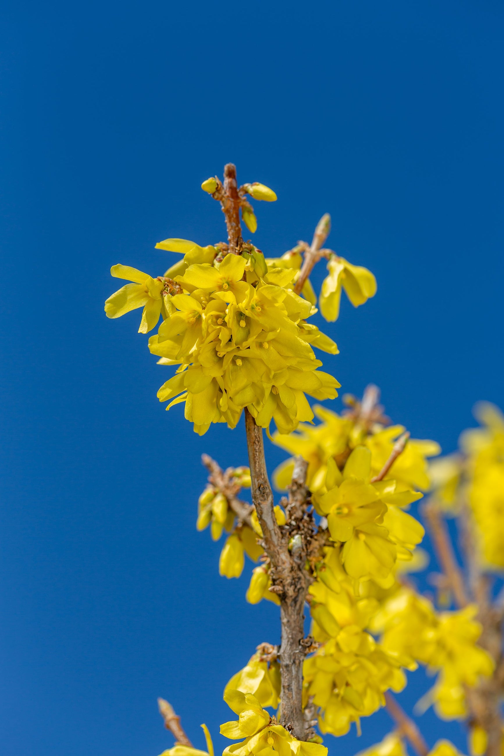 Forsythia 'Spring Fling' yellow flowers up close and the blue sky behind ©Bailey Nurseries