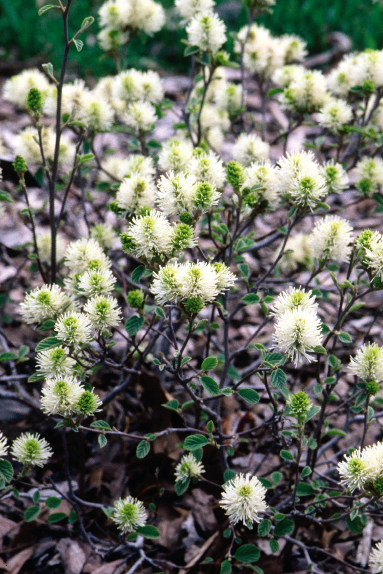 Fothergilla gardenii planted in the landscape and blooming ©Bailey Nurseries