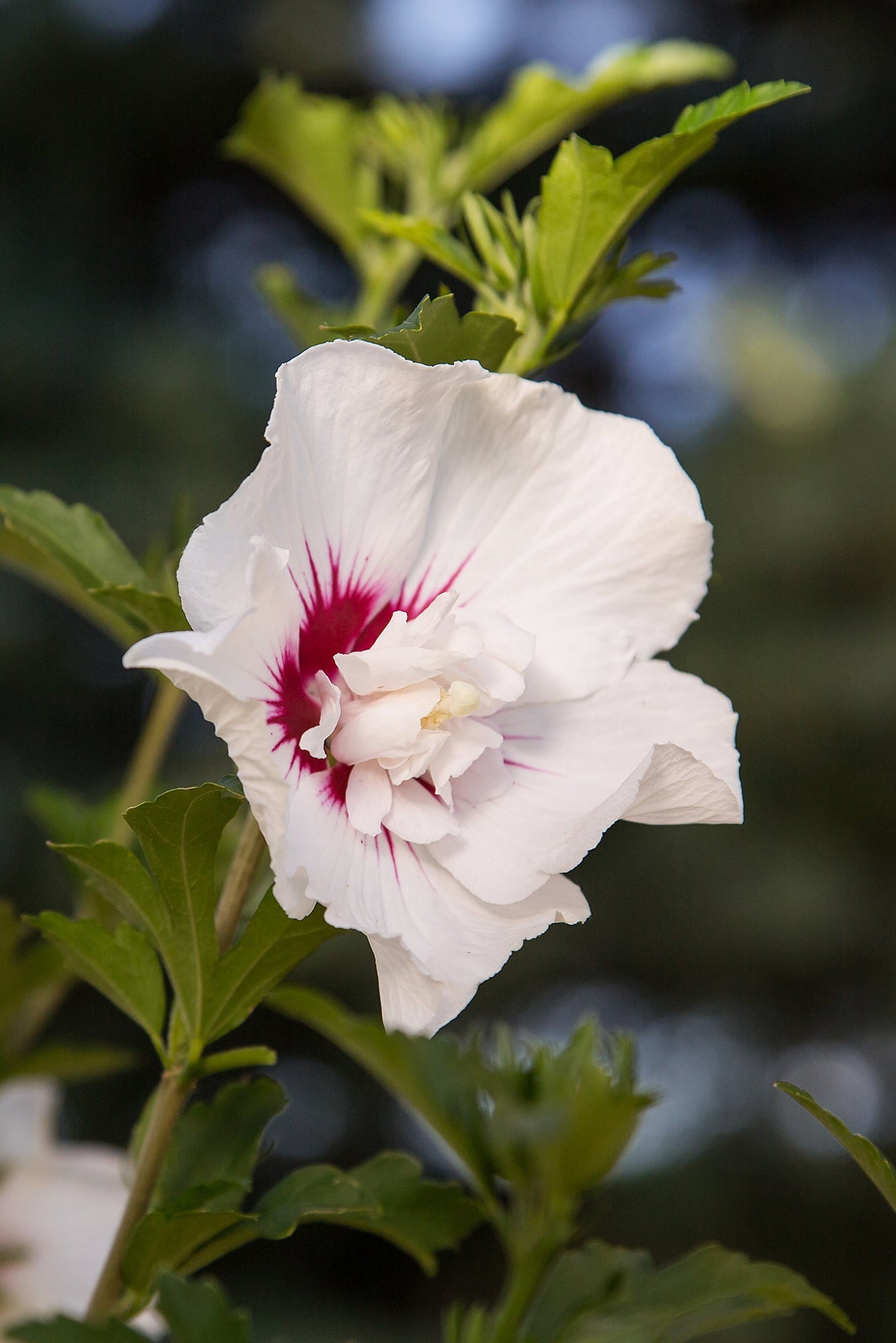Hibiscus 'Bali' large flower open and up close ©Bailey Nurseries