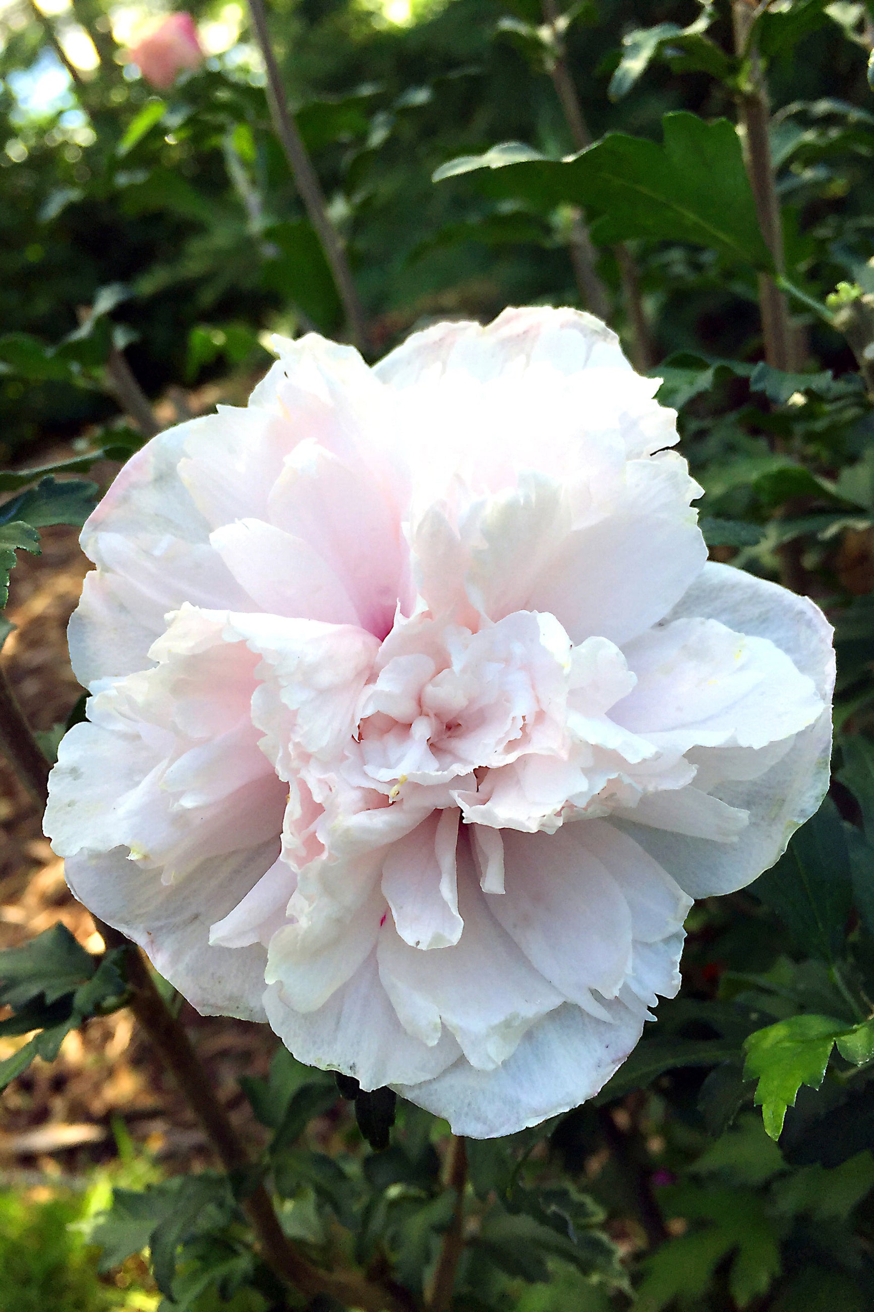 Hibiscus 'Mindoub' open flower and up close ©Bailey Nurseries