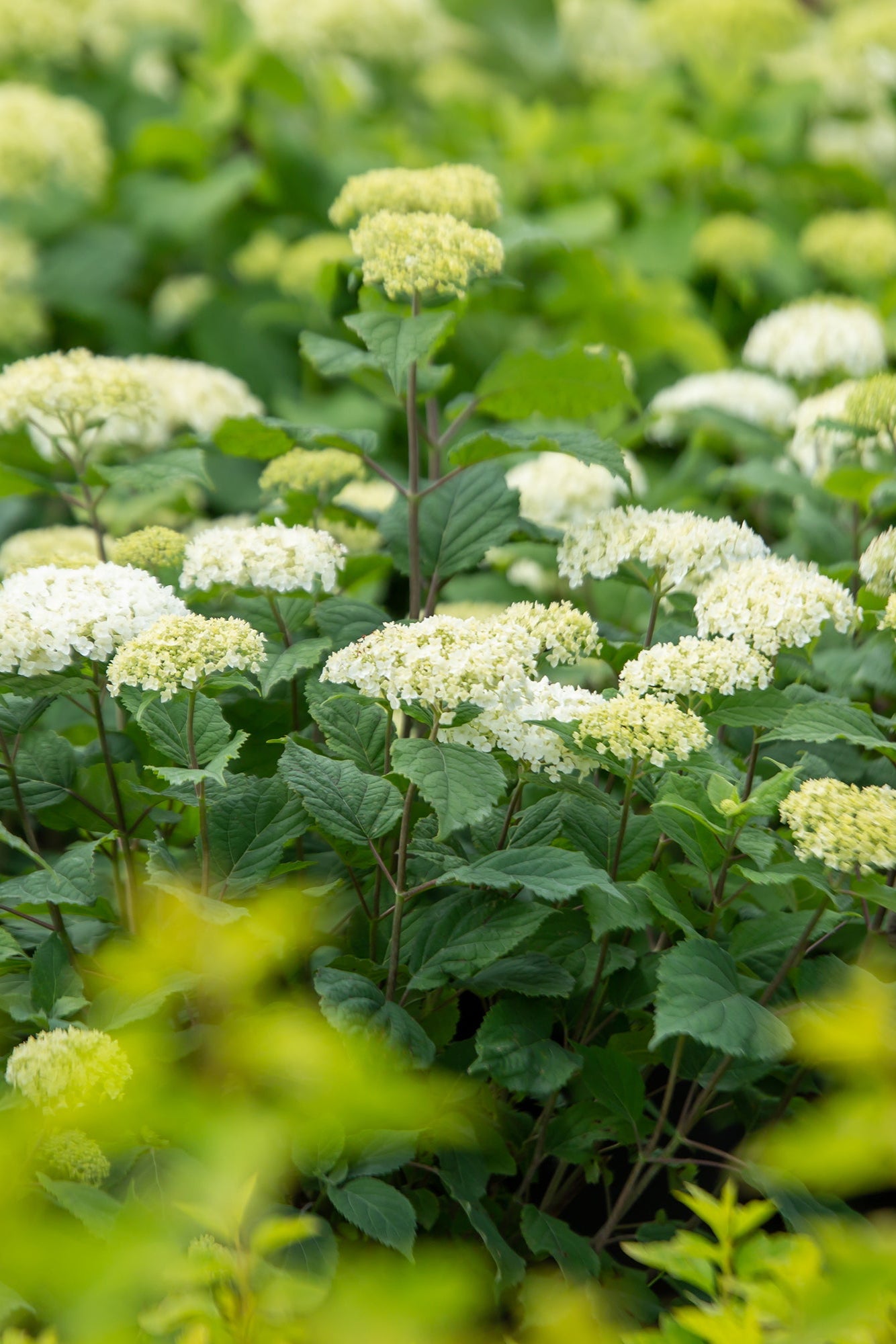 Hydrangea 'Flowerfull' in bloom and in the landscape ©Bailey Nurseries