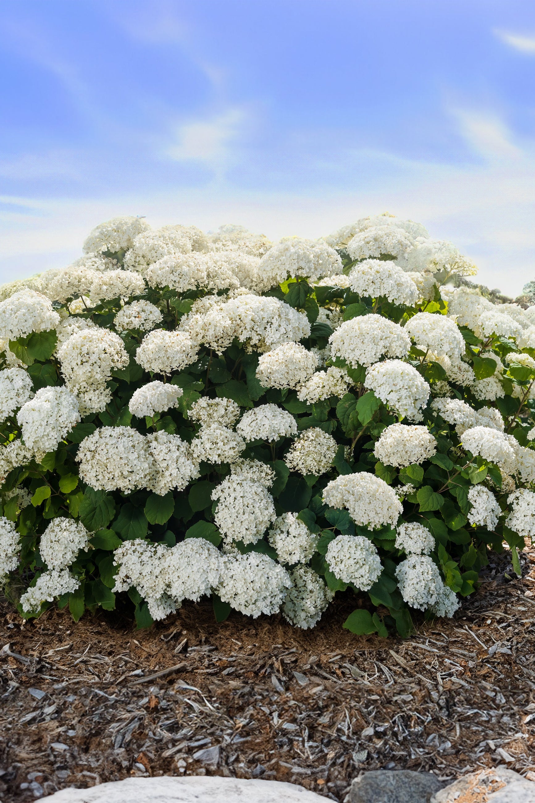 Hydrangea 'Flowerfull' in bloom and planted in the landscape - mature size ©Bailey Nurseries
