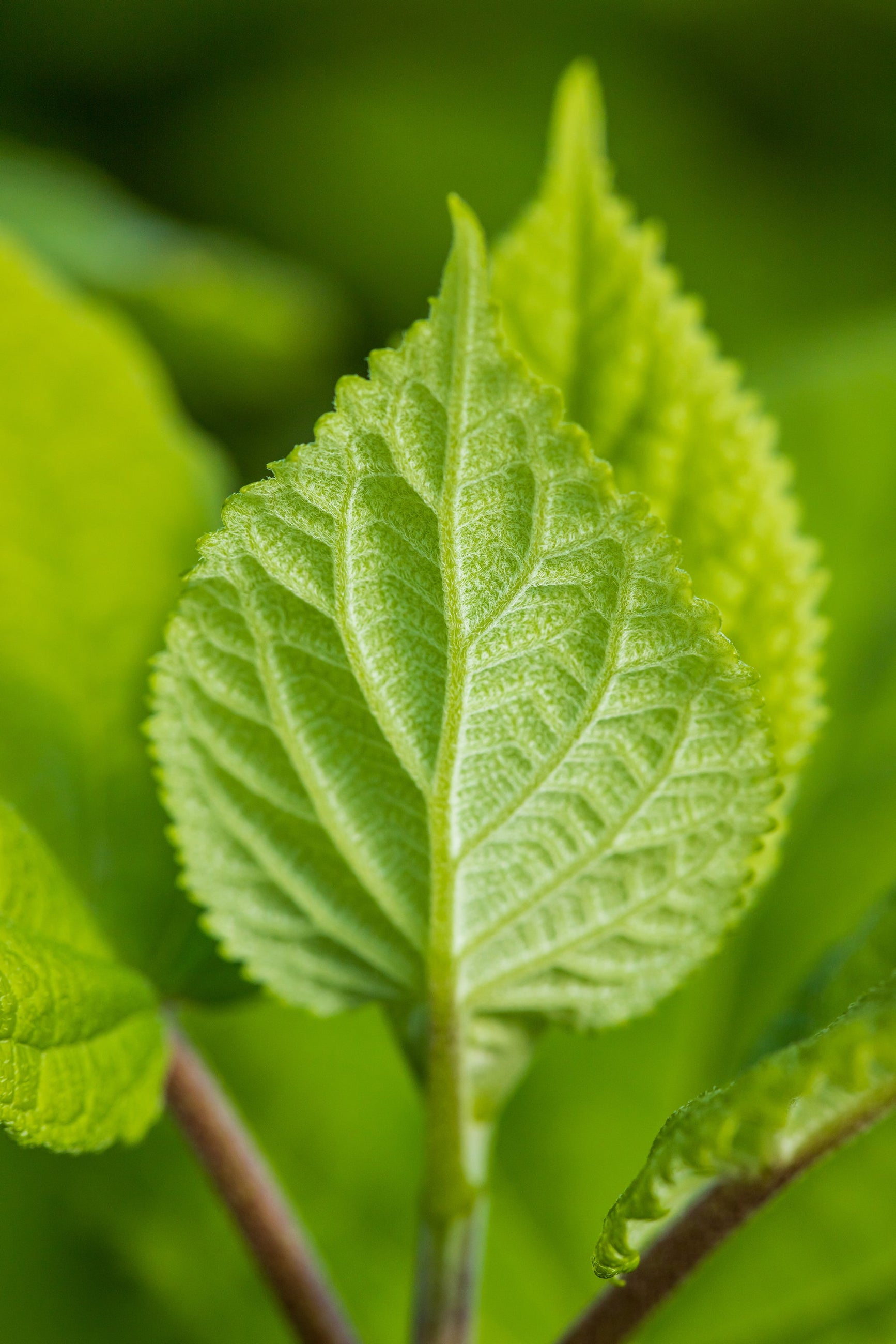 Hydrangea 'Flowerfull' green leaves up close ©Bailey Nurseries