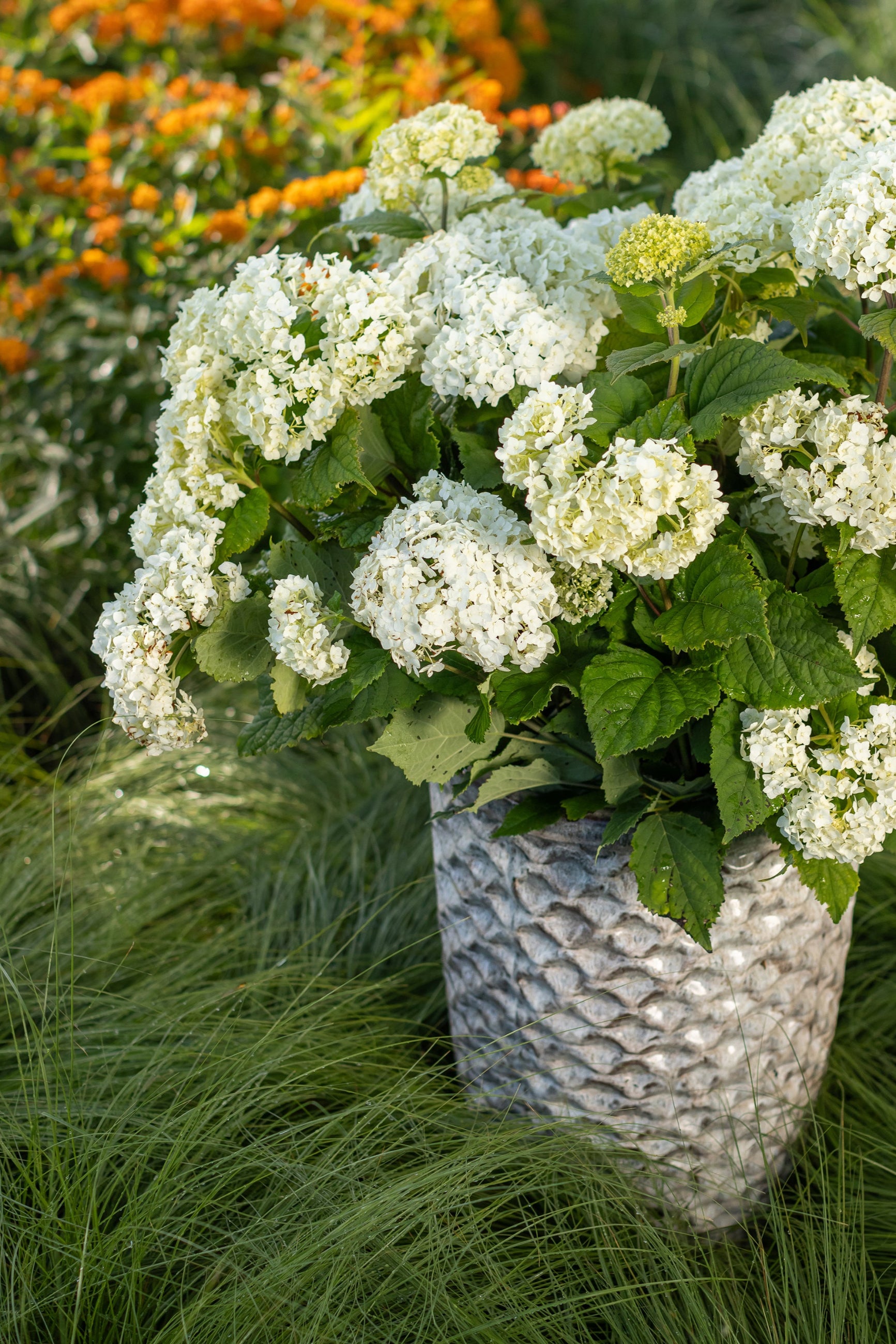 Hydrangea 'Flowerfull' in bloom and in a container sitting in a landscape ©Bailey Nurseries