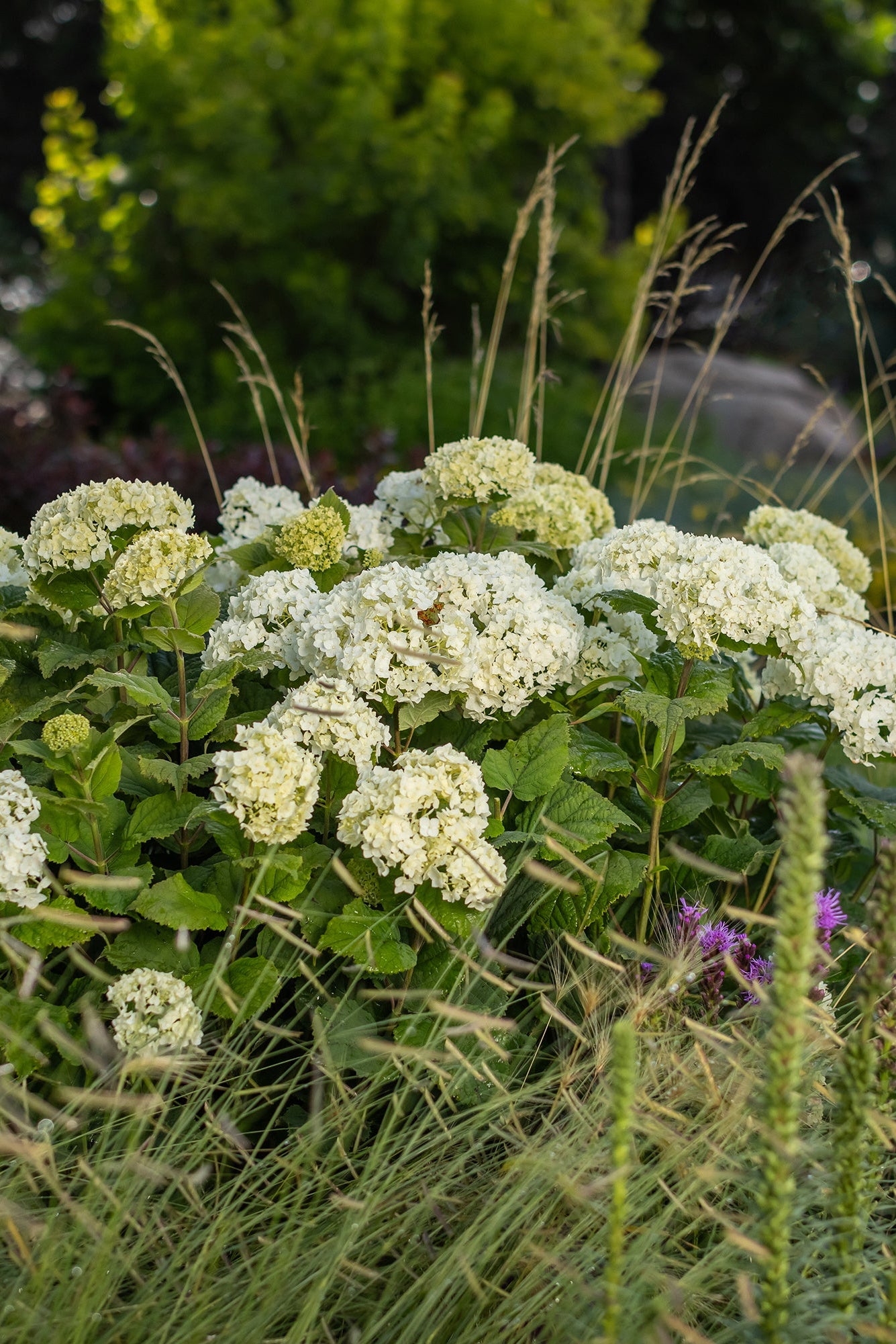 Hydrangea 'Flowerfull' blooming, mature state, planted in a garden ©Bailey Nurseries