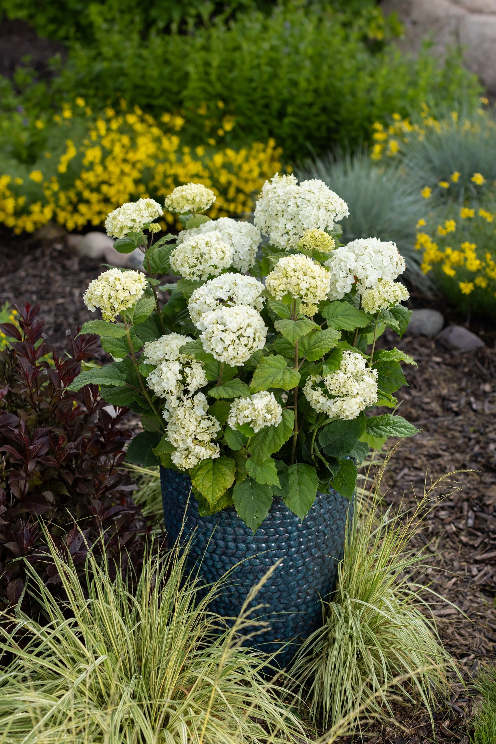 Hydrangea 'Flowerfull' flowering and in a container in the ladndscape ©Bailey Nurseries