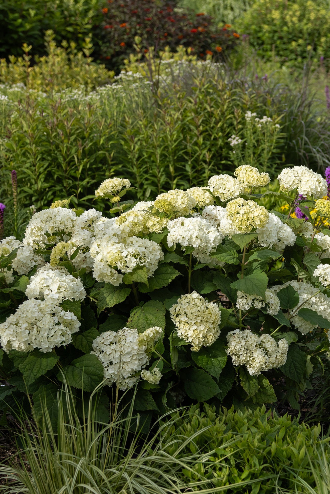 Hydrangea 'Flowerfull'in bloom, mature, blooming and planted in a garden ©Bailey Nurseries