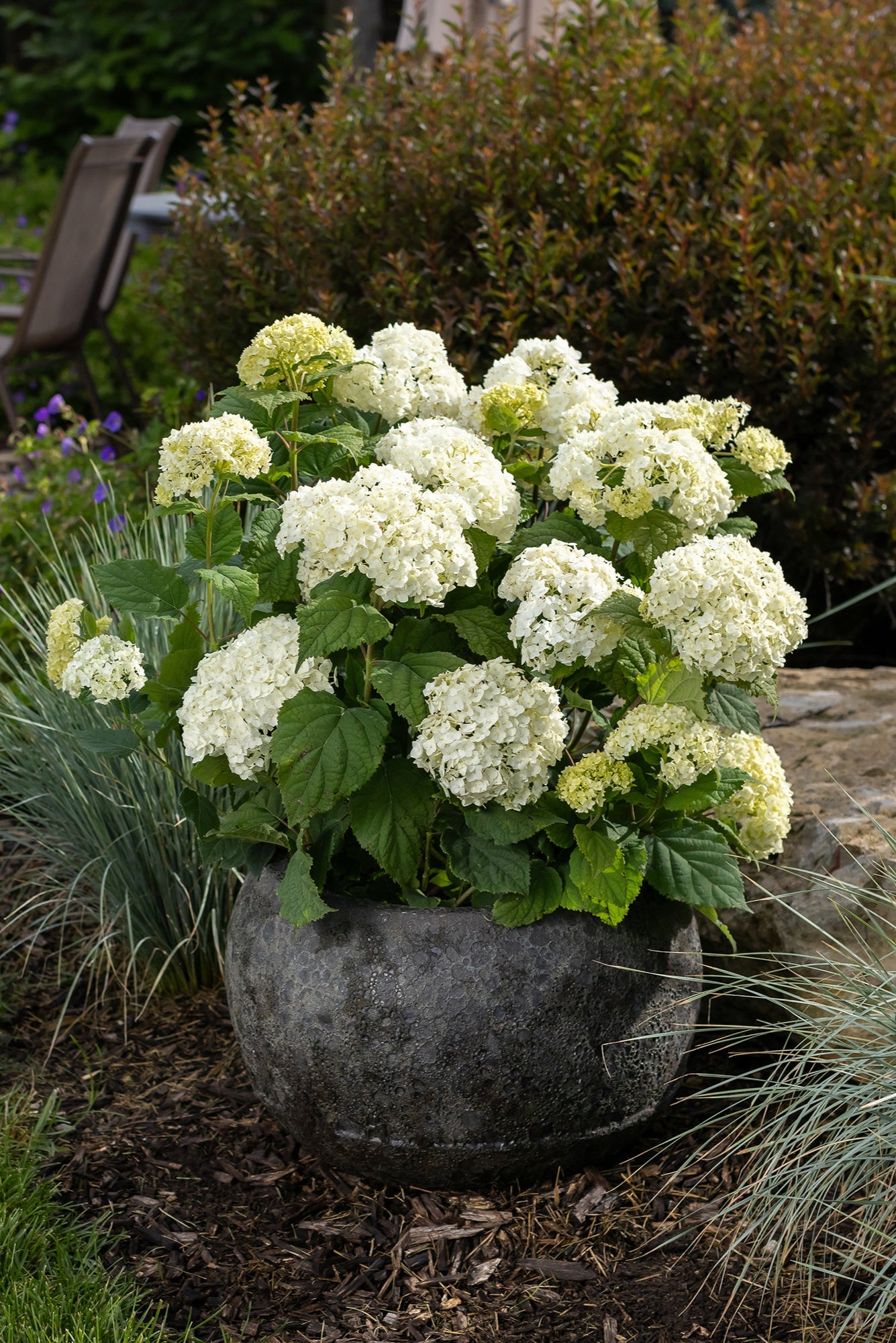 Hydrangea 'Flowerfull'in full bloom and in a gray container ©Bailey Nurseries