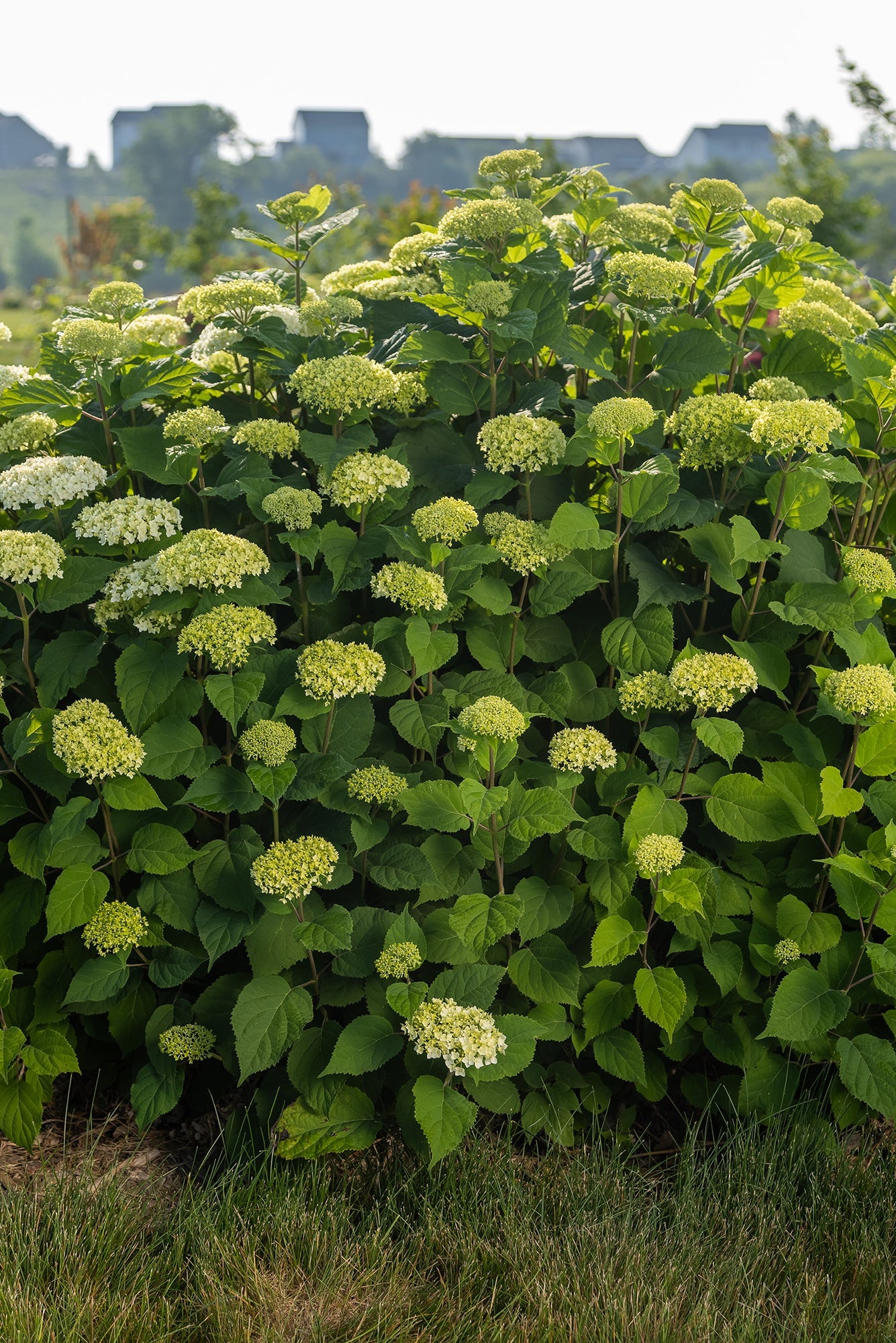 Hydrangea 'Flowerfull' mature size and planted in the landscape ©Bailey Nurseries