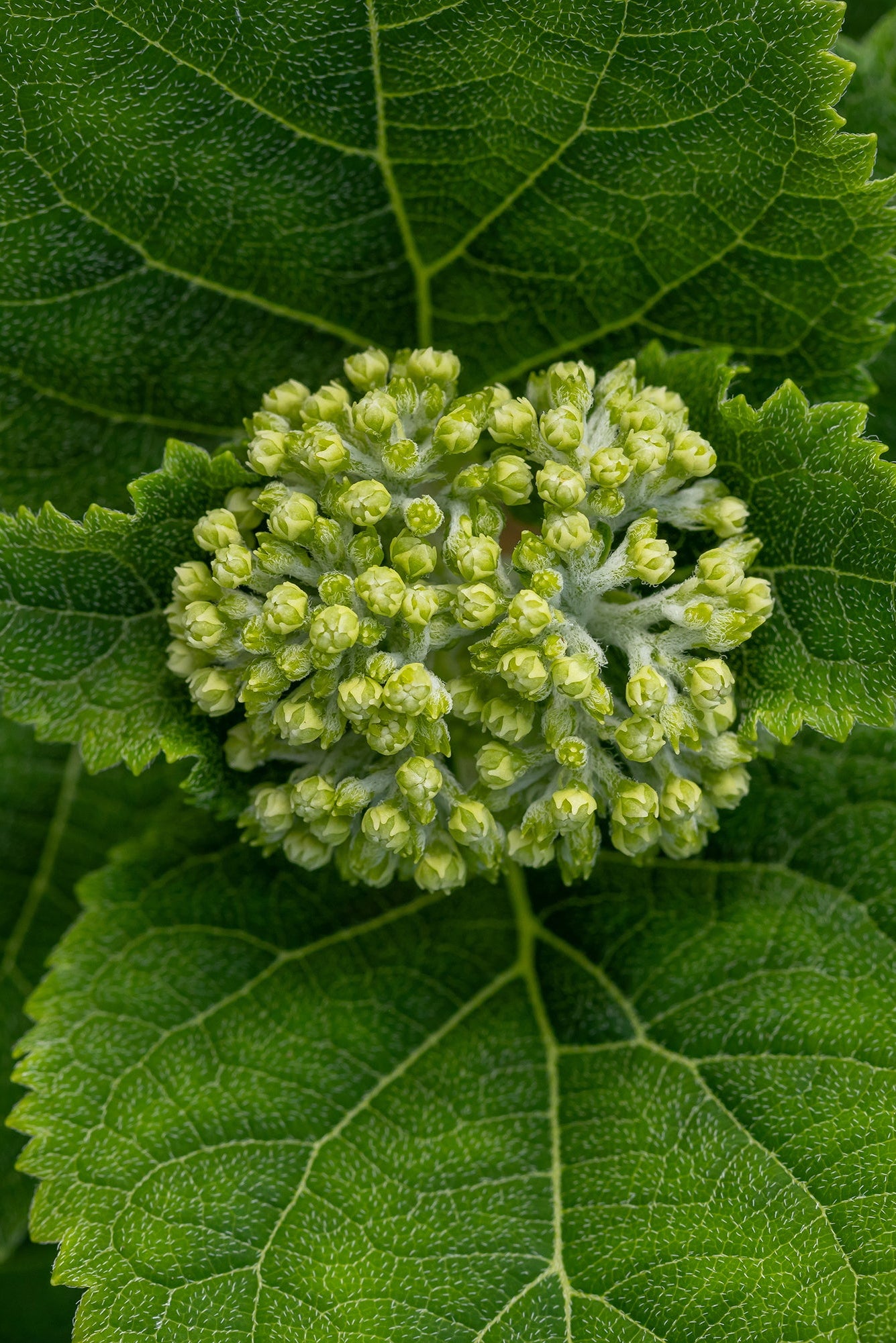 Hydrangea 'Flowerfull' in bud and up close ©Bailey Nurseries