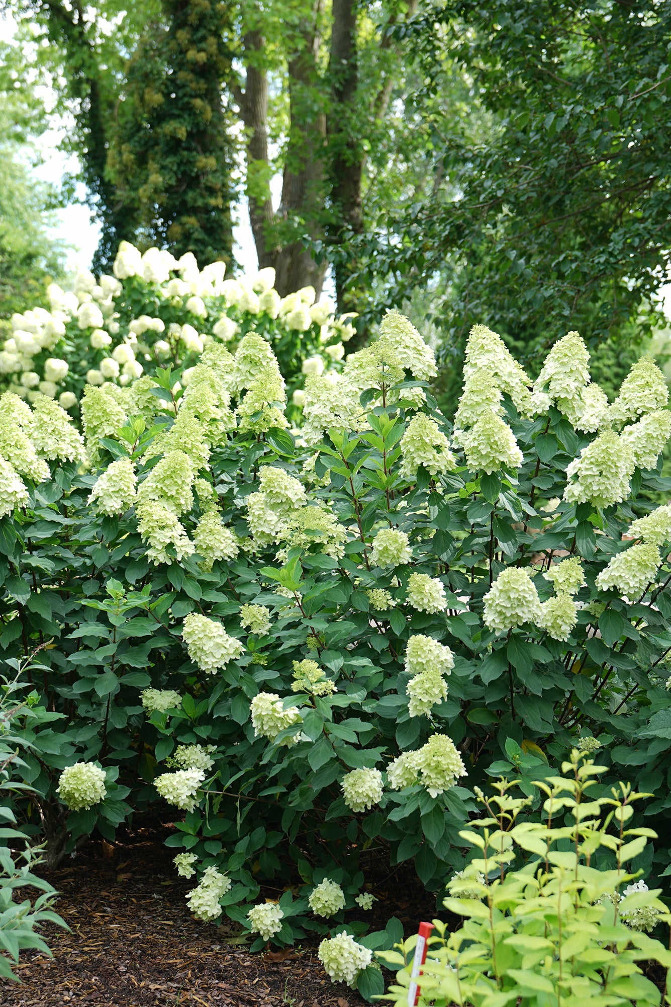 Hydrangea 'Limelight Prime' white with pink tint flowers adult bushes planted in the landscape ©Bailey Nurseries