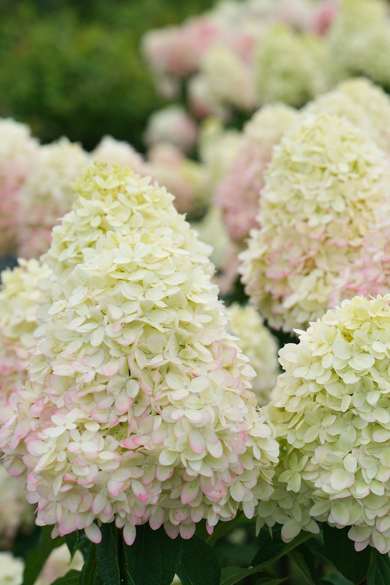 Hydrangea 'Limelight Prime' white with pink tint flowers up close ©Bailey Nurseries
