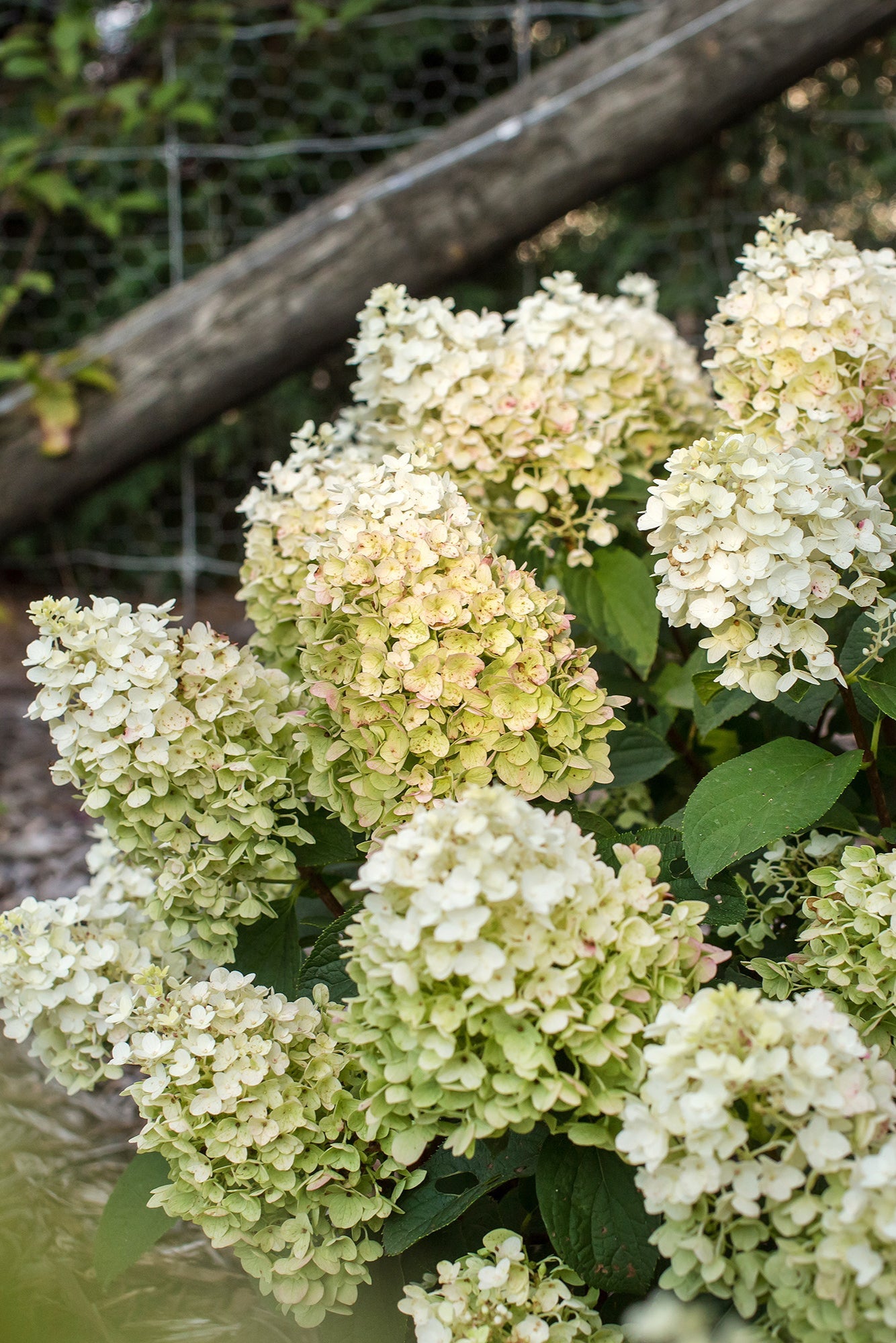 Hydrangea 'Little Hottie' mature size and in bloom ©Bailey Nurseries