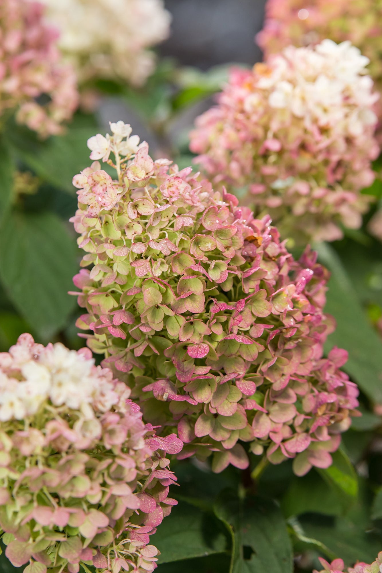 Hydrangea 'Little Hottie' mature multiple shrubs in bloom ©Bailey Nurseries