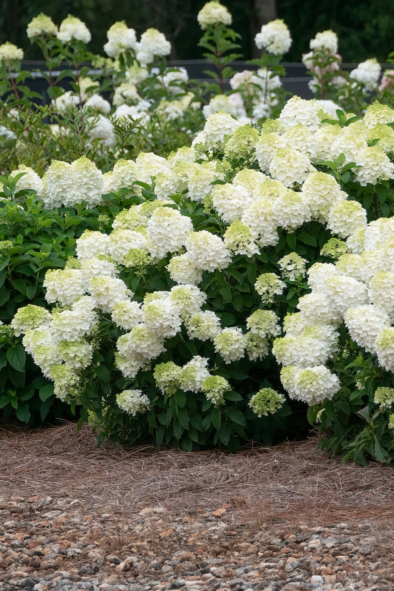 Hydrangea 'Little Hottie' mature multiple shrubs in bloom ©Bailey Nurseries