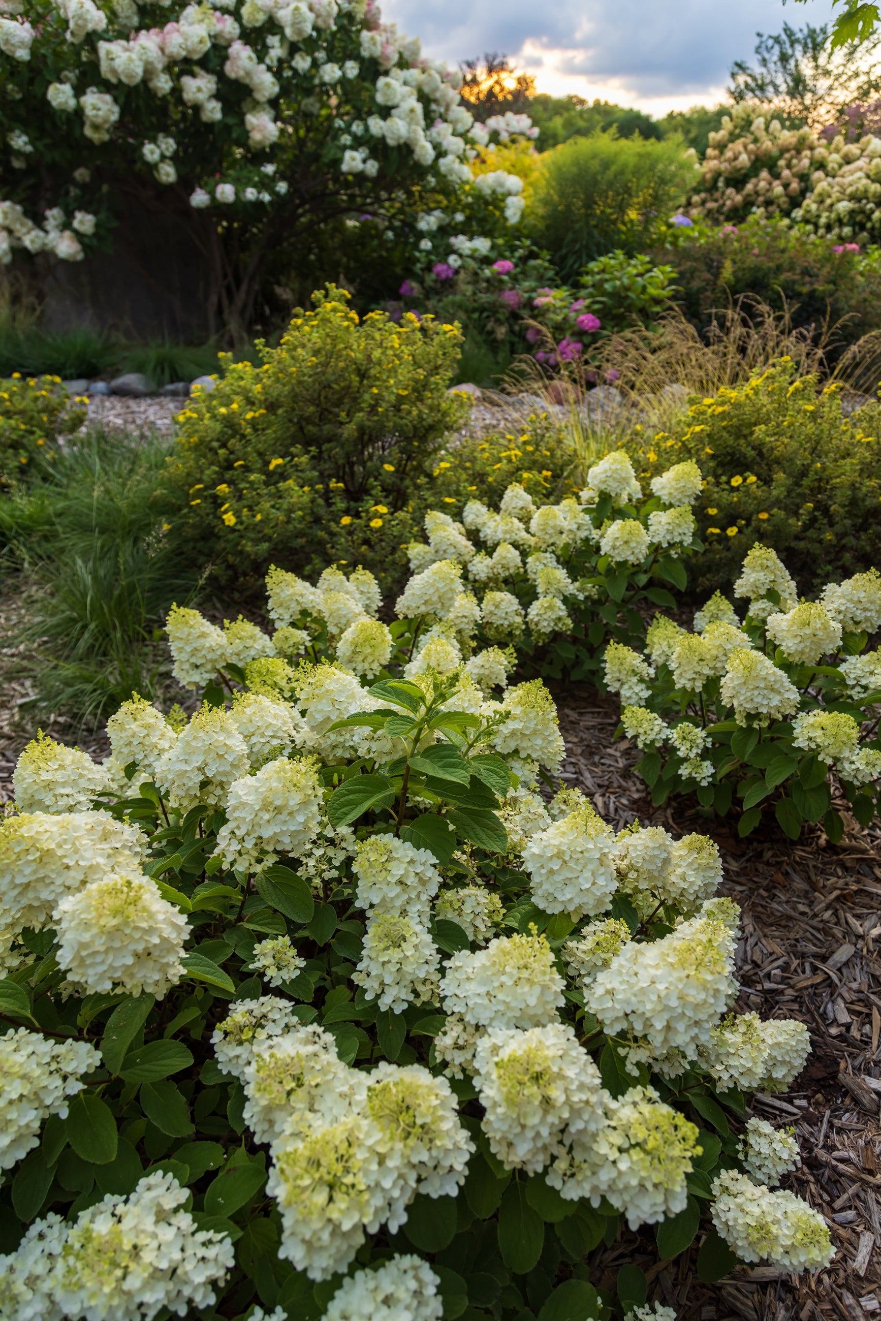 Hydrangea 'Little Hottie' mature multiple shrubs in bloom ©Bailey Nurseries