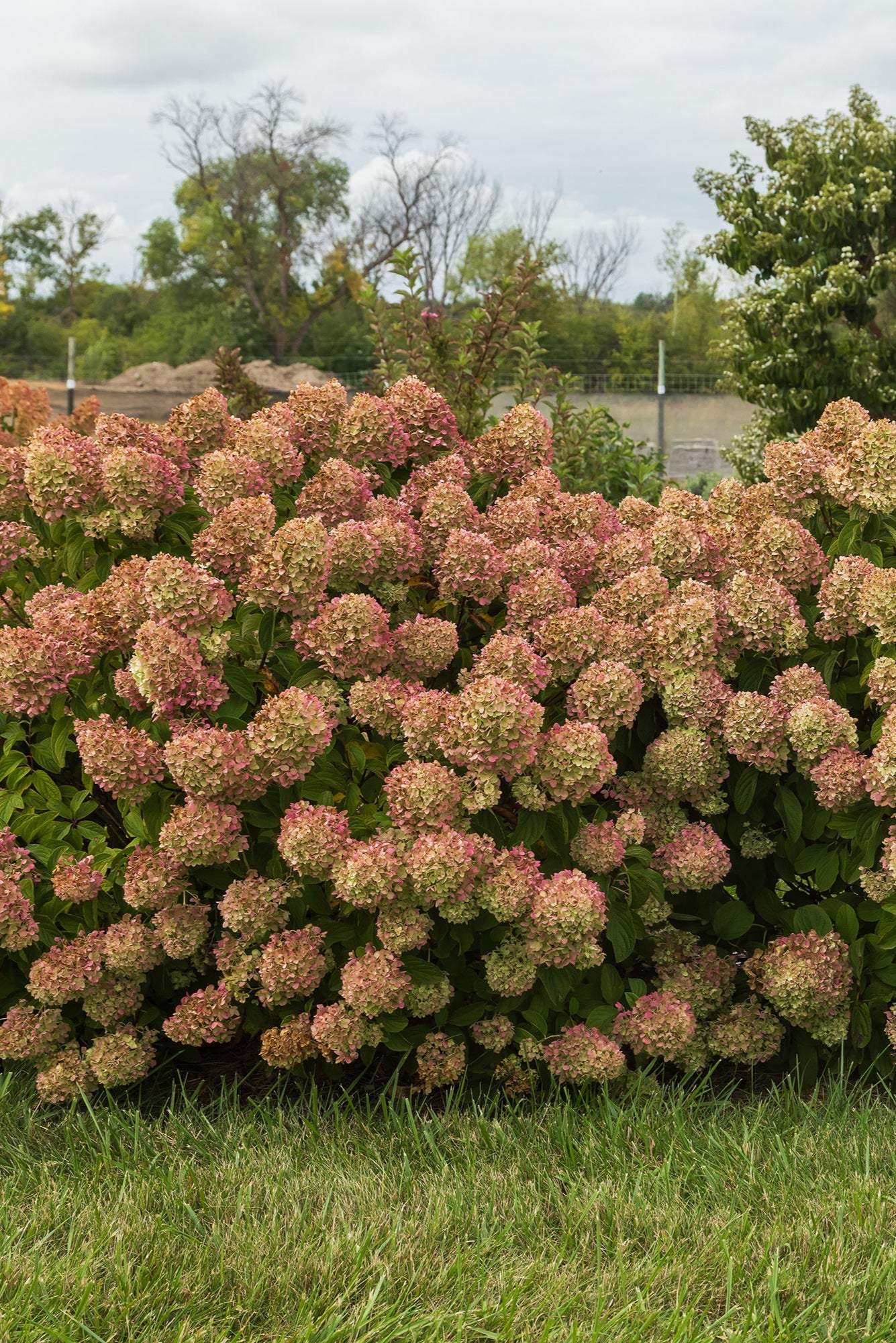 Hydrangea 'Little Hottie' mature multiple shrubs in bloom ©Bailey Nurseries