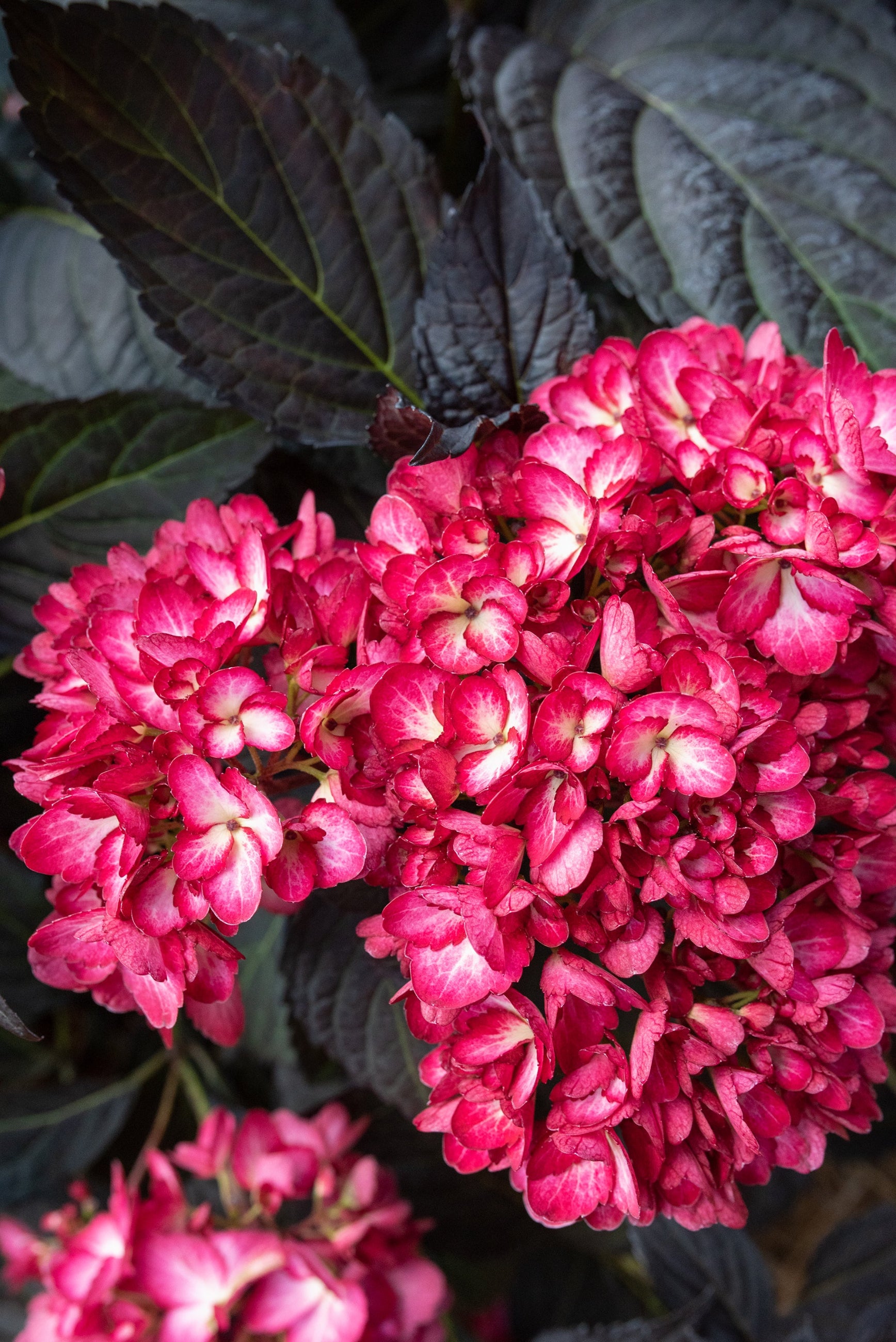 A detail of the rose red with cream centered flowers of the Hydrangea 'Eclipse' ©Bailey Nurseries