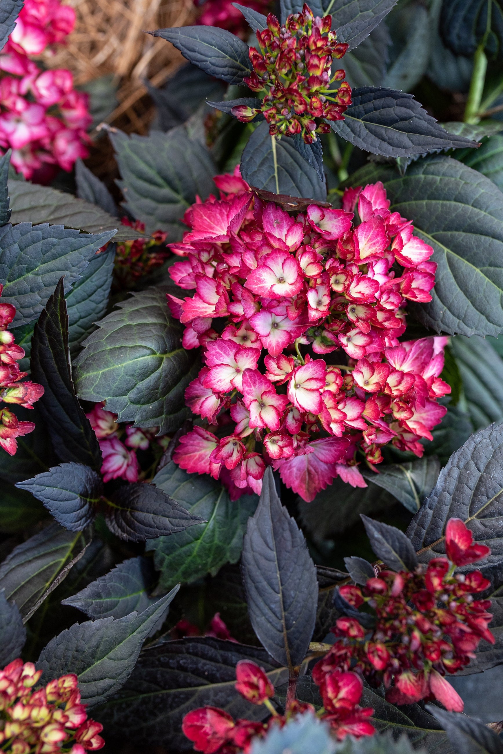 A detail of the rose red with cream centered flowers of the Hydrangea 'Eclipse' ©Bailey Nurseries