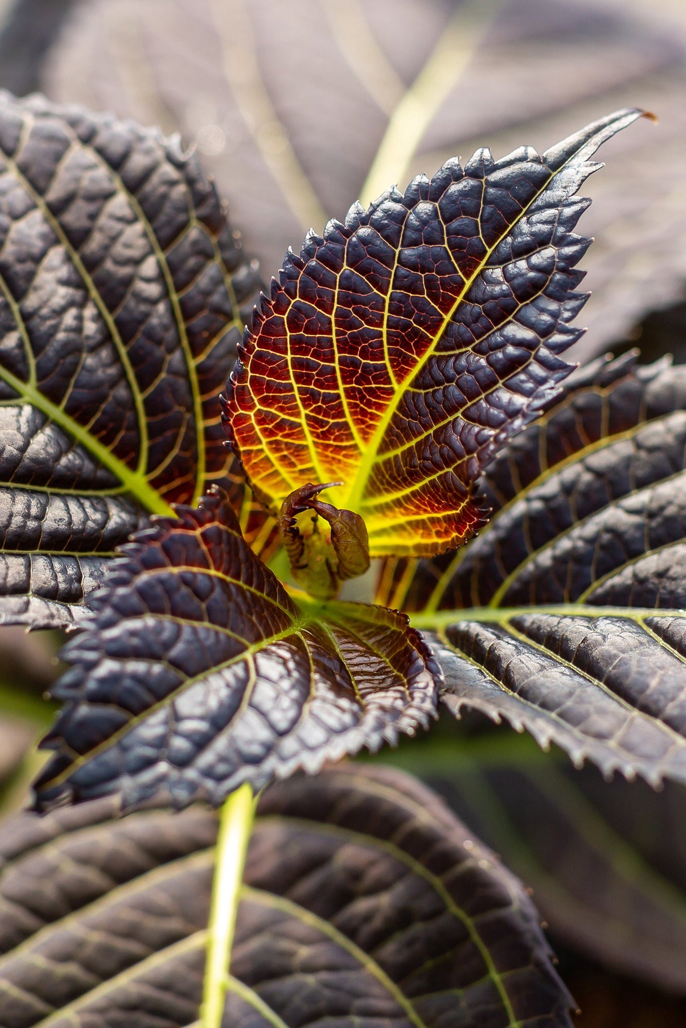 Hydrangea 'Eclipse' dark textured leaves up close ©Bailey Nurseries