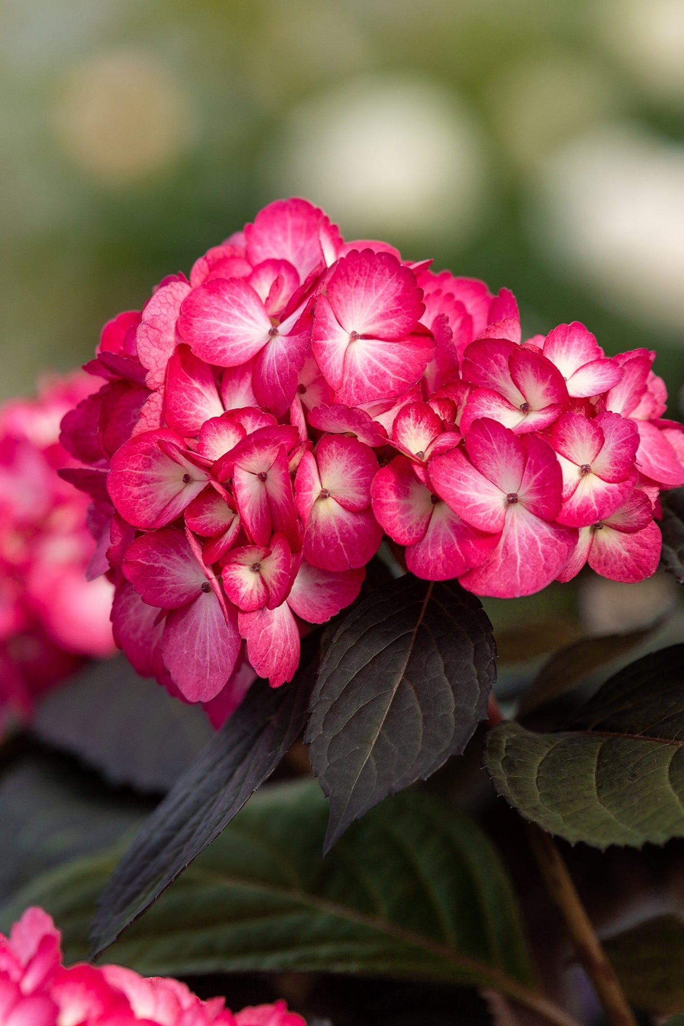 Hydrangea 'Eclipse' in bloom and up close ©Bailey Nurseries