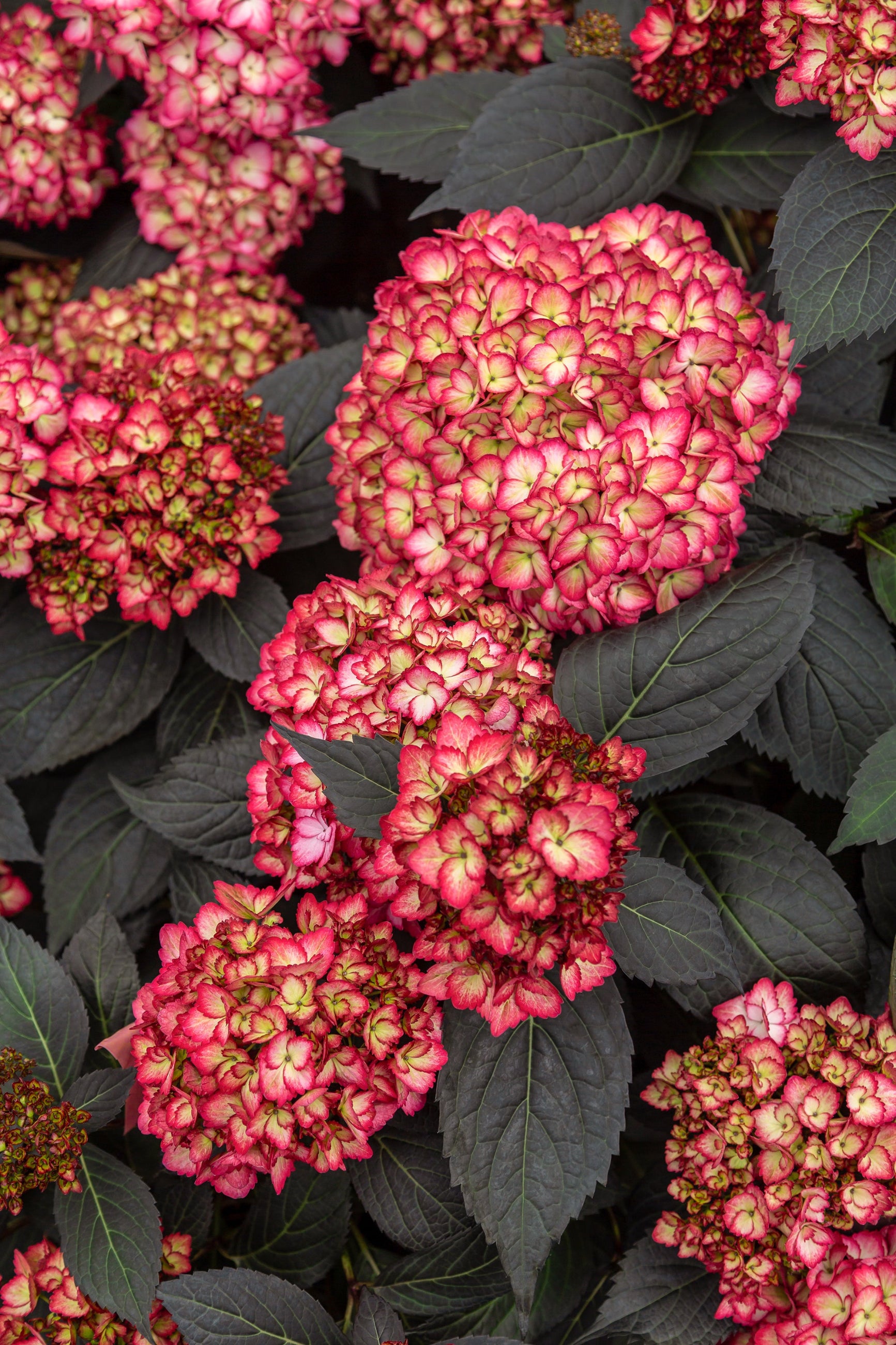 Hydrangea 'Eclipse' in bloom, and at a mature state up close ©Bailey Nurseries