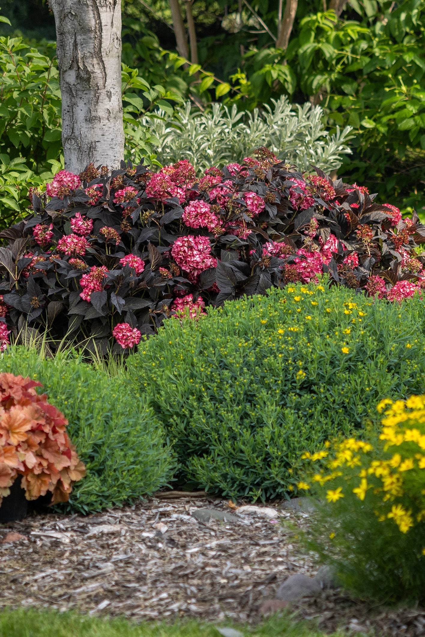 Hydrangea 'Eclipse' in bloom, and at a mature state, planted in a garden ©Bailey Nurseries