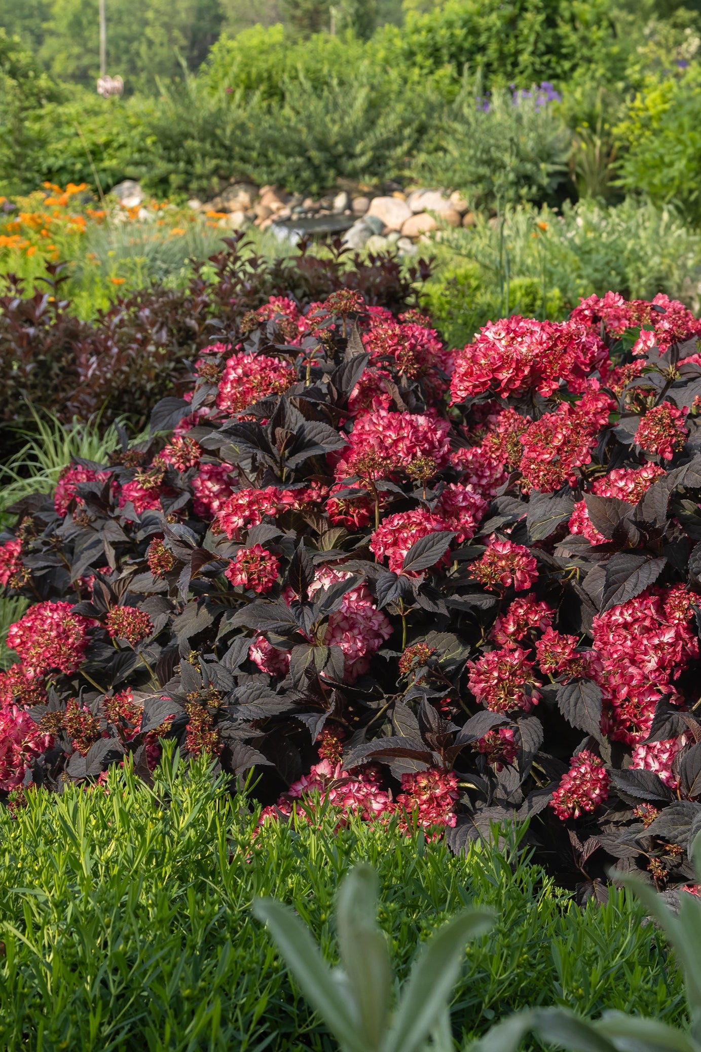 Hydrangea 'Eclipse' in bloom, and at a mature state, planted in a garden ©Bailey Nurseries