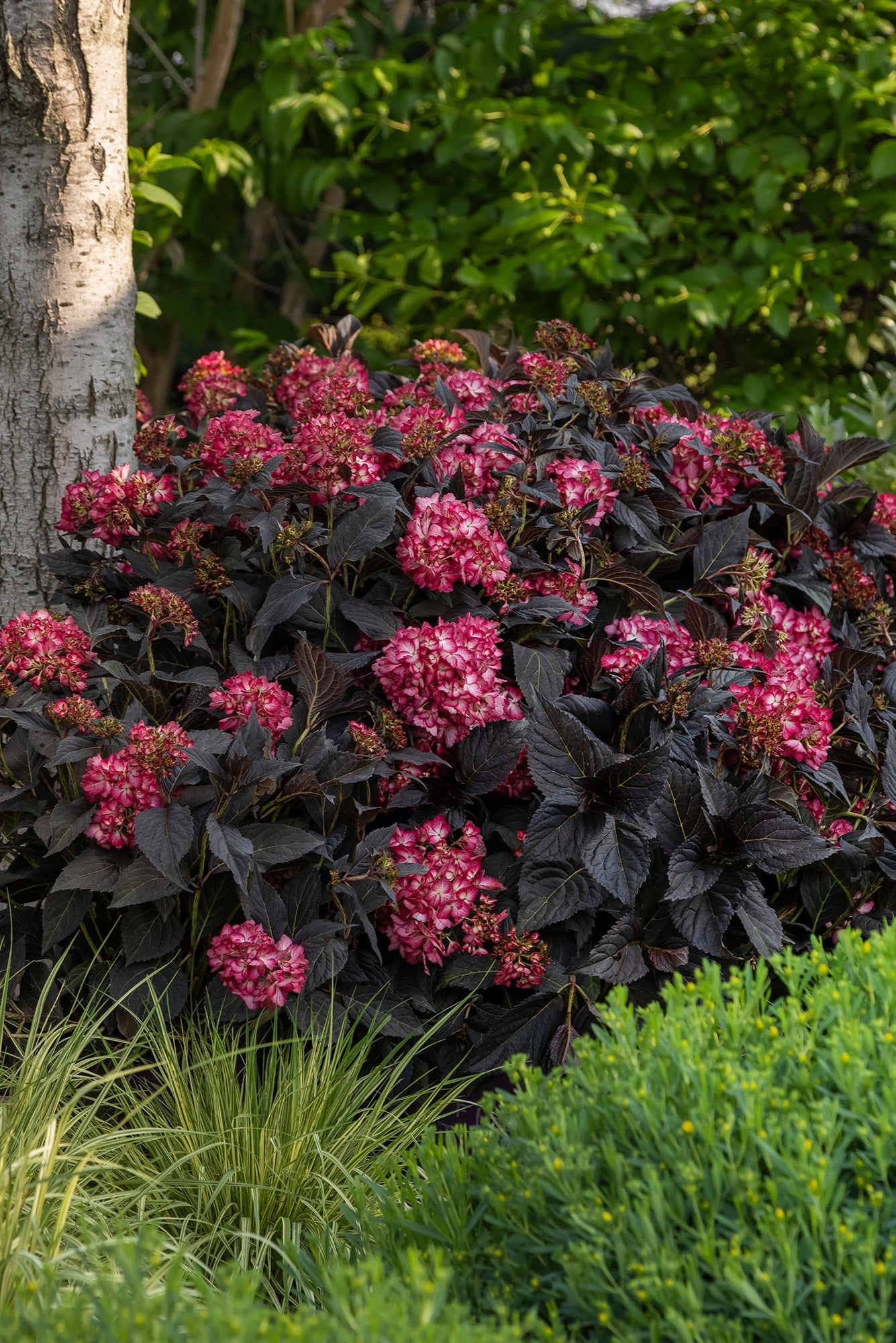 Hydrangea 'Eclipse' in bloom, and at a mature state, planted in a garden ©Bailey Nurseries