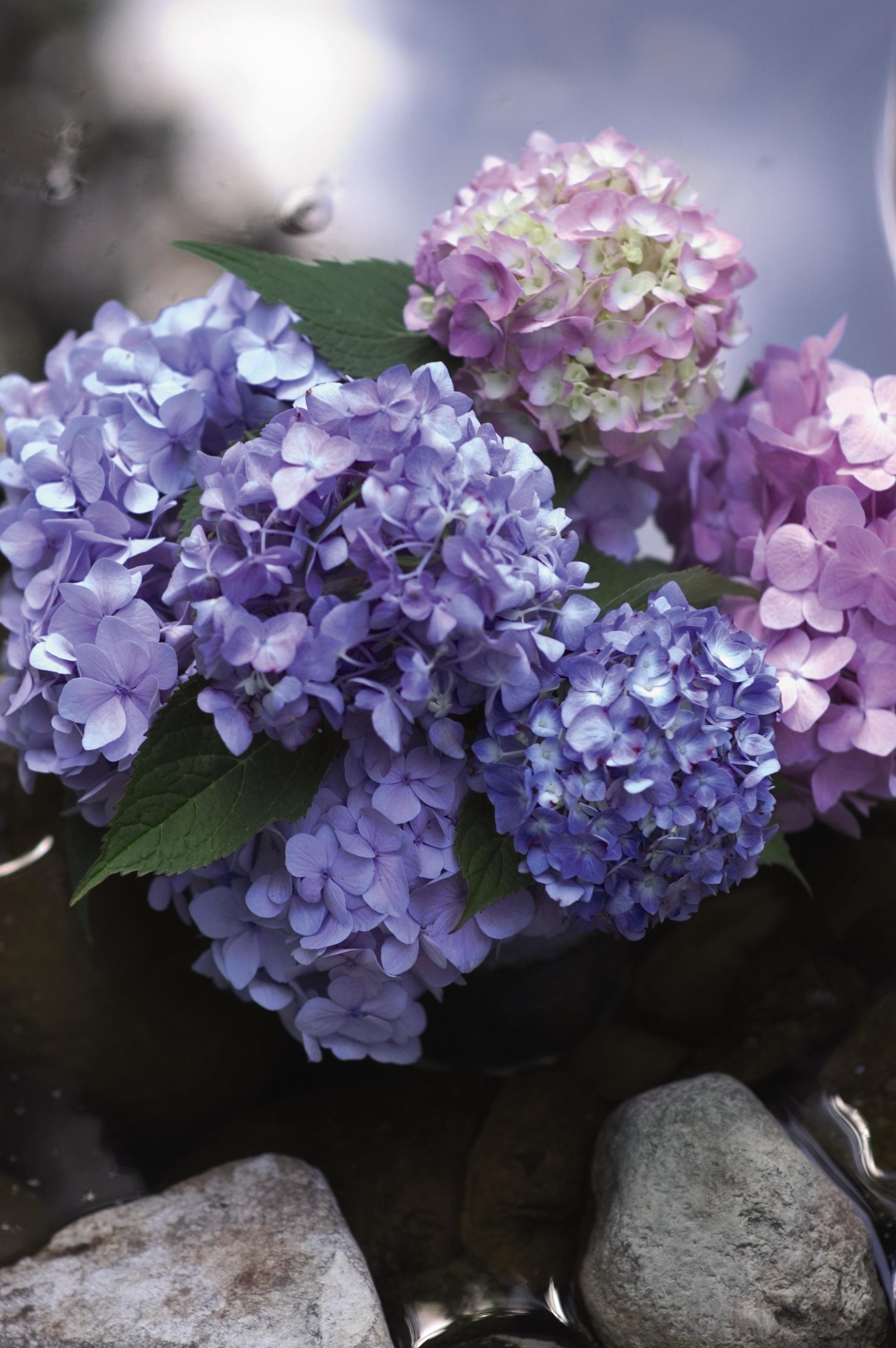 Hydrangea 'Endless summer' blooming lilac blue up close ©Bailey Nurseries