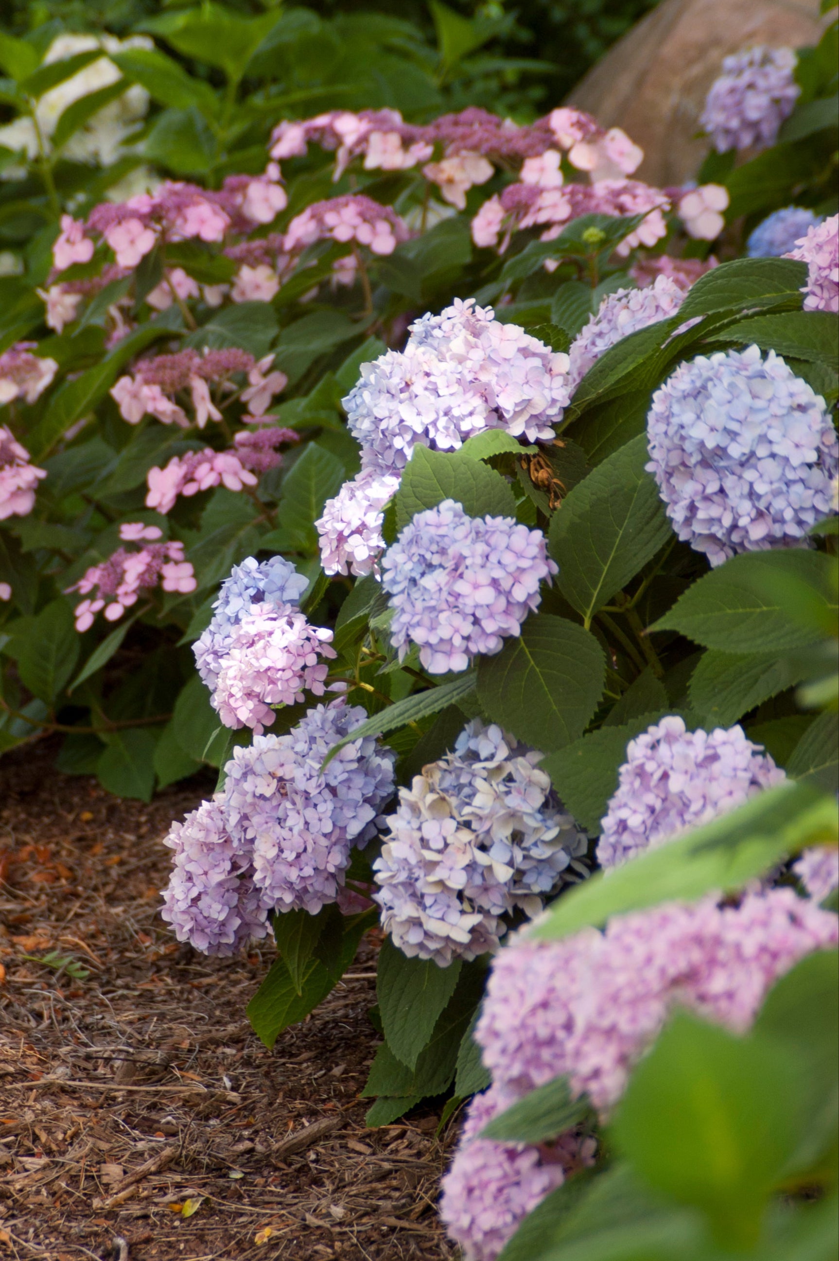 Hydrangea 'Endless summer' blooming light blue at a mature size in the landscape ©Bailey Nurseries