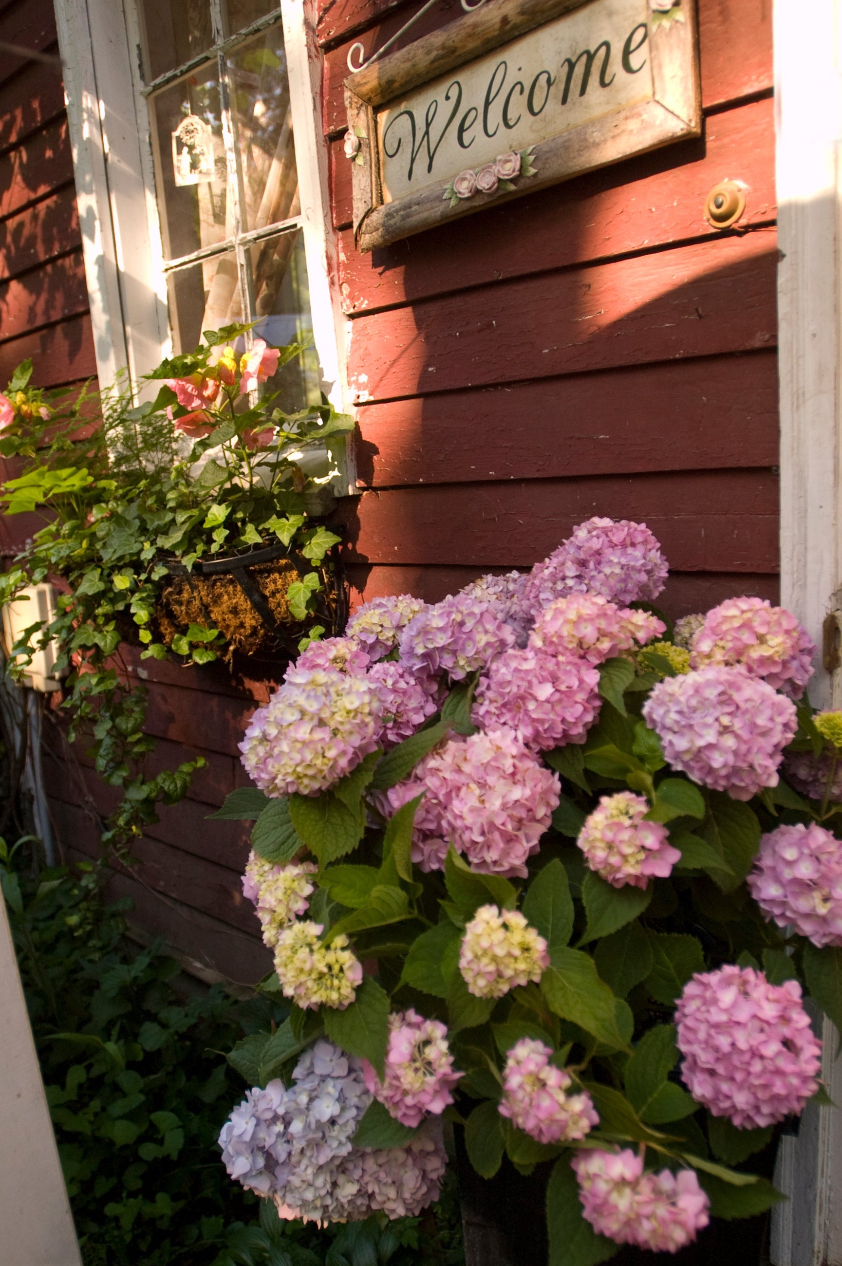 Hydrangea 'Endless summer' blooming pink and at a mature state ©Bailey Nurseries