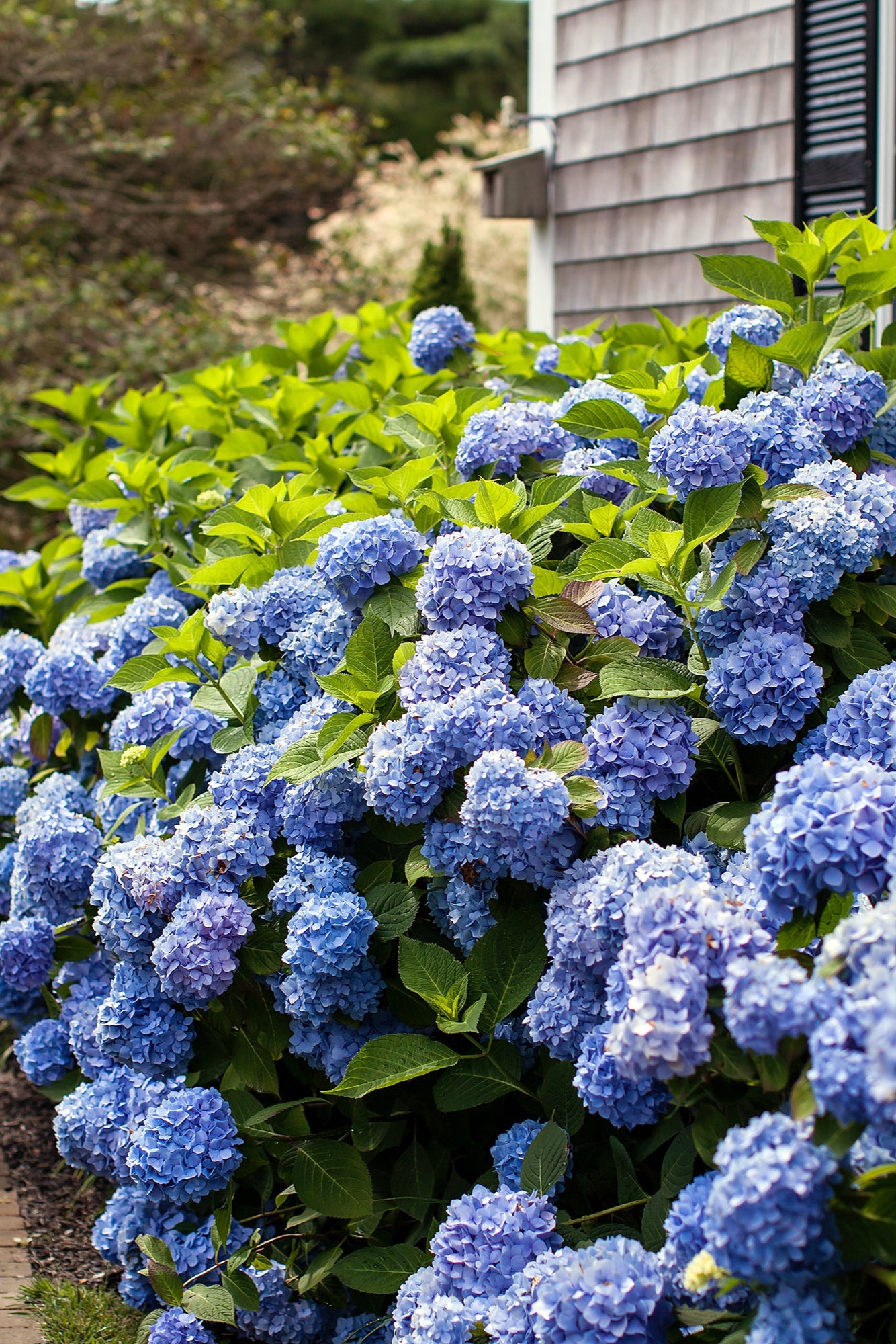 Hydrangea 'Endless summer' blooming lilac blue planted in multiples, mature and planted in a landscape ©Bailey Nurseries