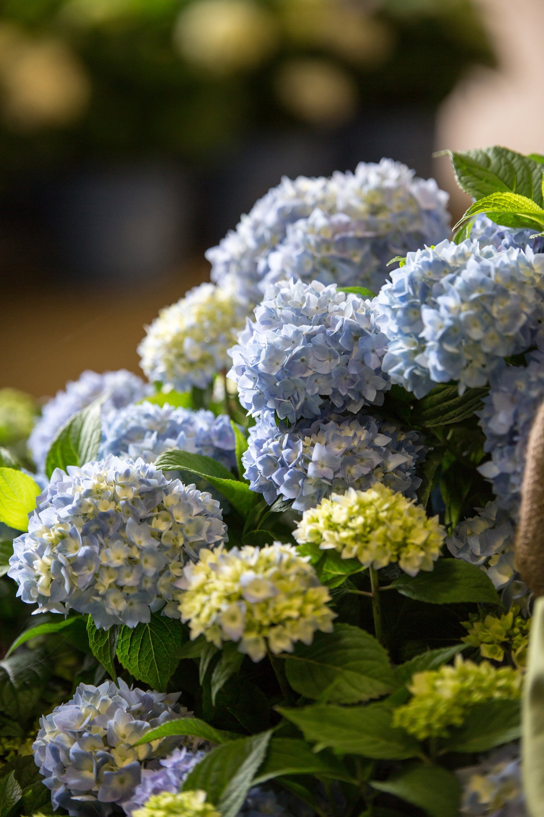 Hydrangea 'Endless summer' blooming lilac blue up close ©Bailey Nurseries